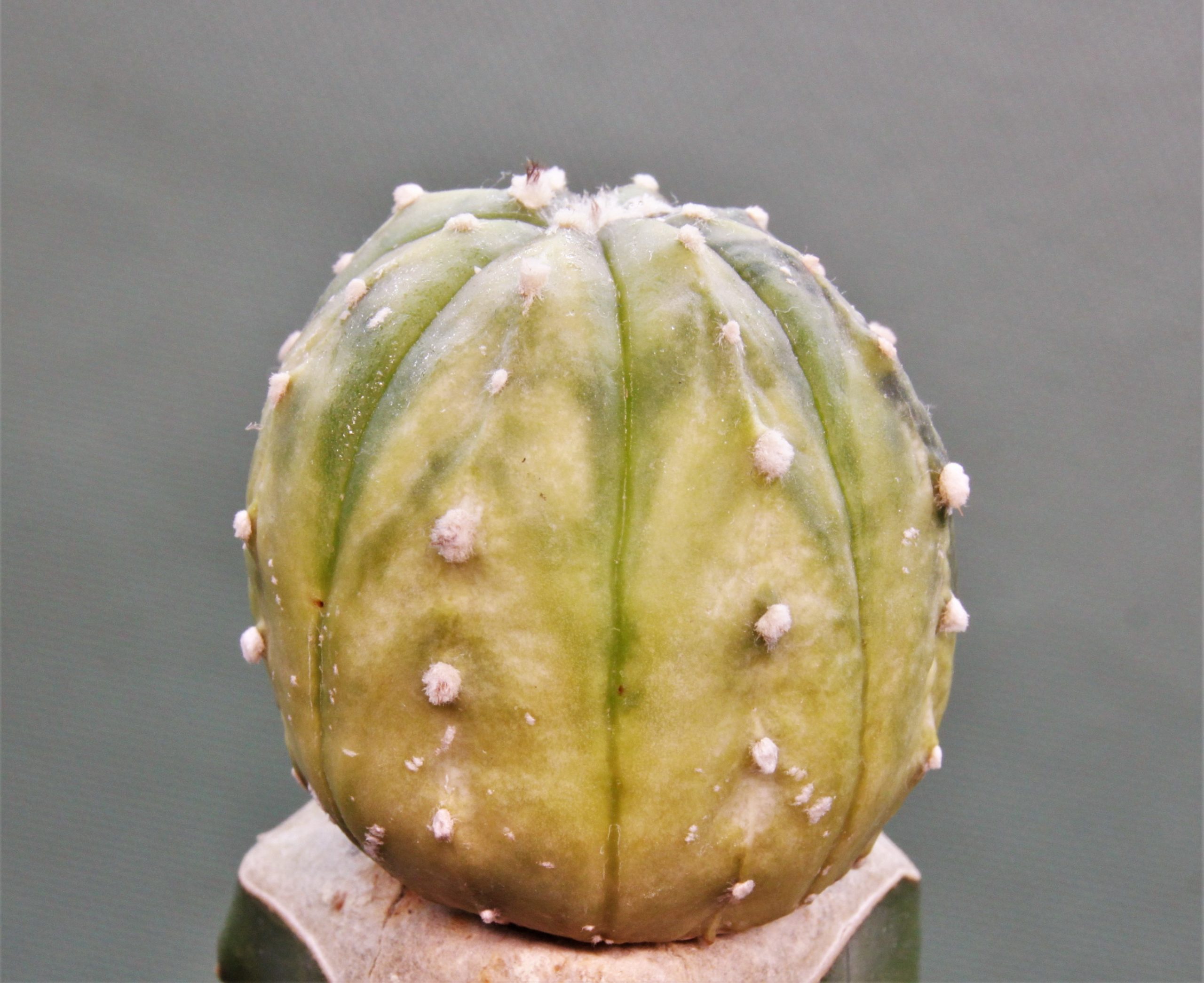 Astrophytum asterias variegata P1. 250грн. Кубик 6х6см