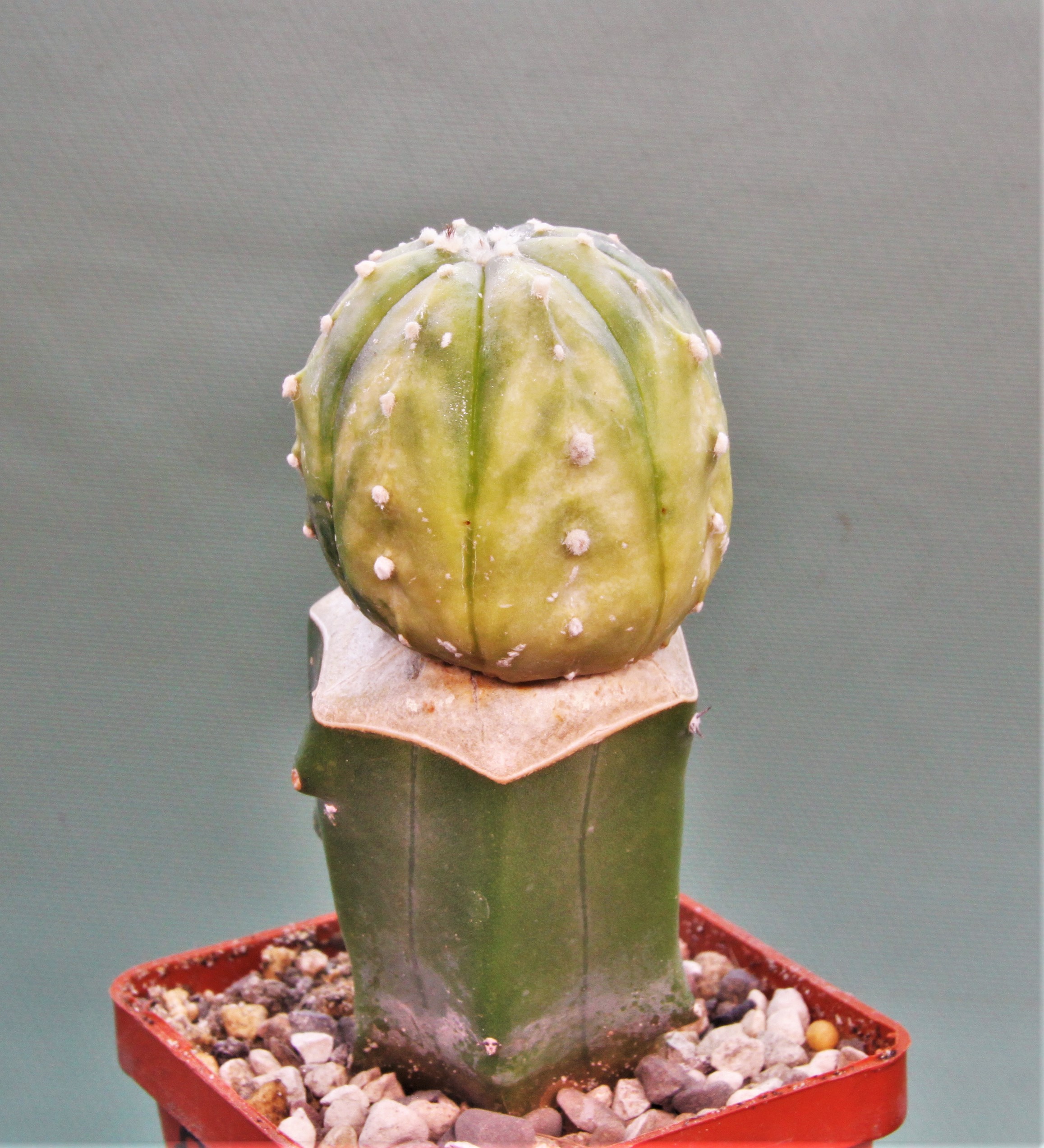 Astrophytum asterias variegata P1. 250грн. Кубик 6х6см…