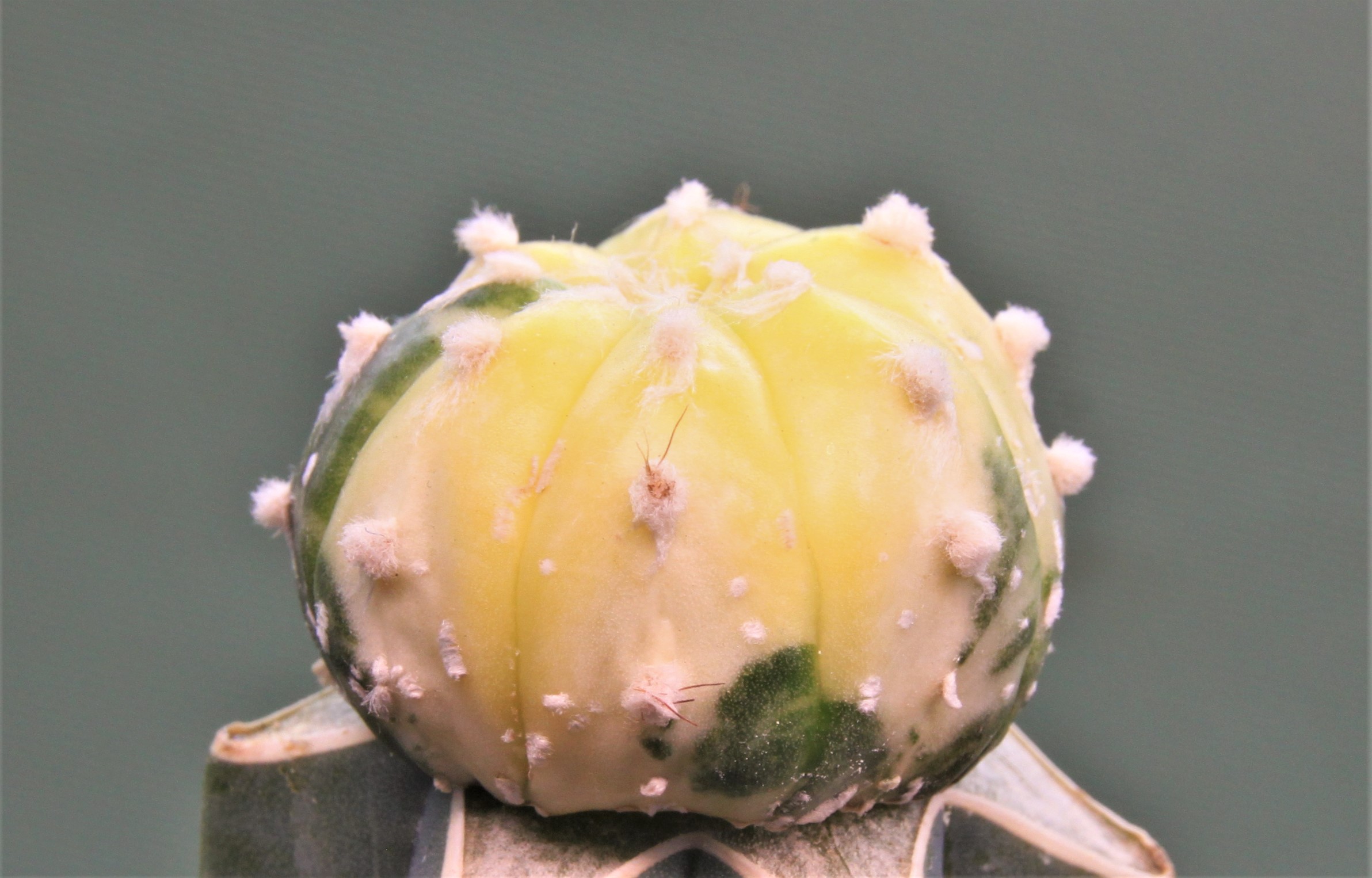 Astrophytum asterias variegata P2. 250грн. Кубик 5х5см..