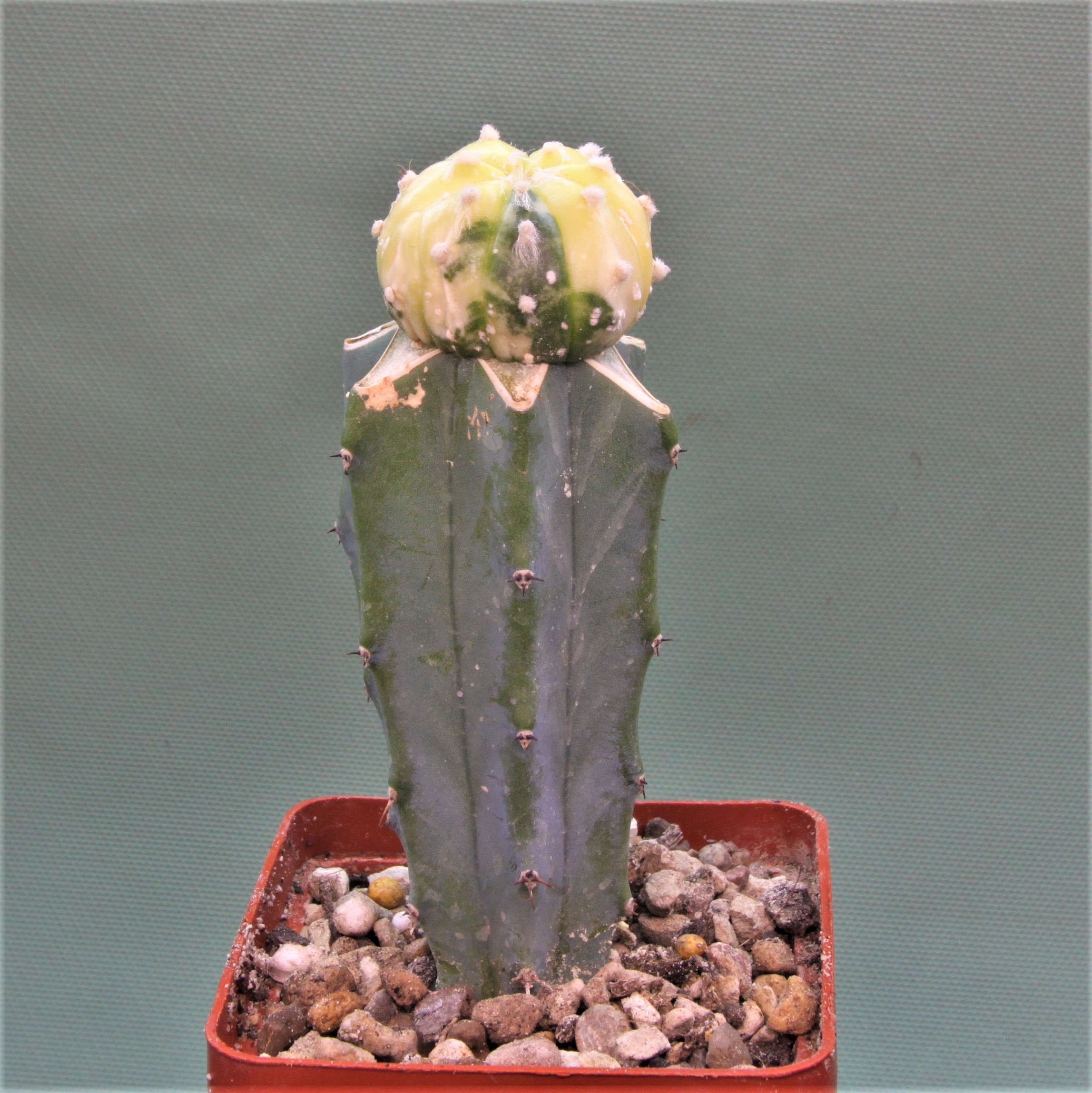 Astrophytum asterias variegata P2. 250грн. Кубик 5х5см