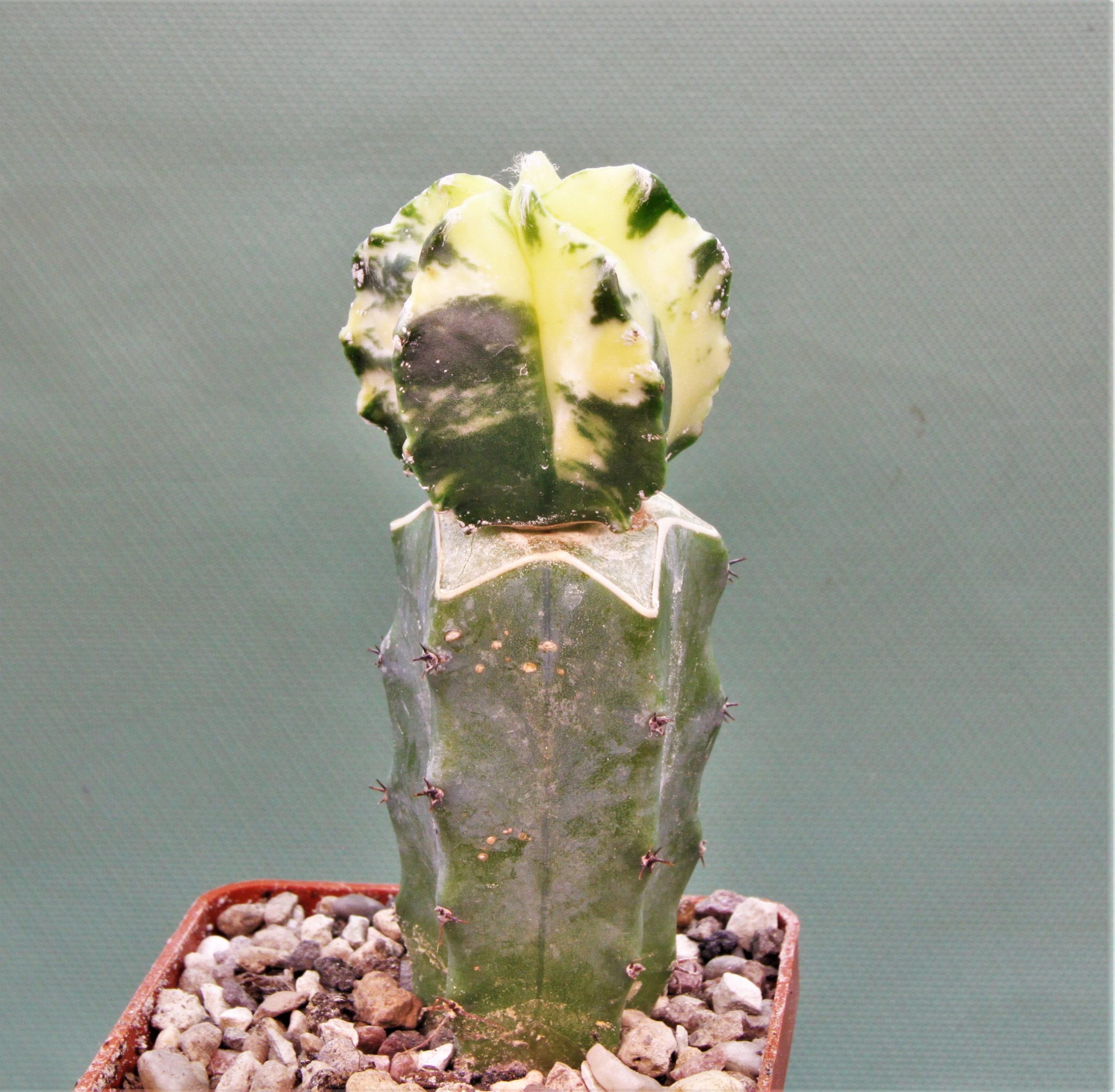 Astrophytum myriostigma variegata P1. 250грн. Кубик 6х6см