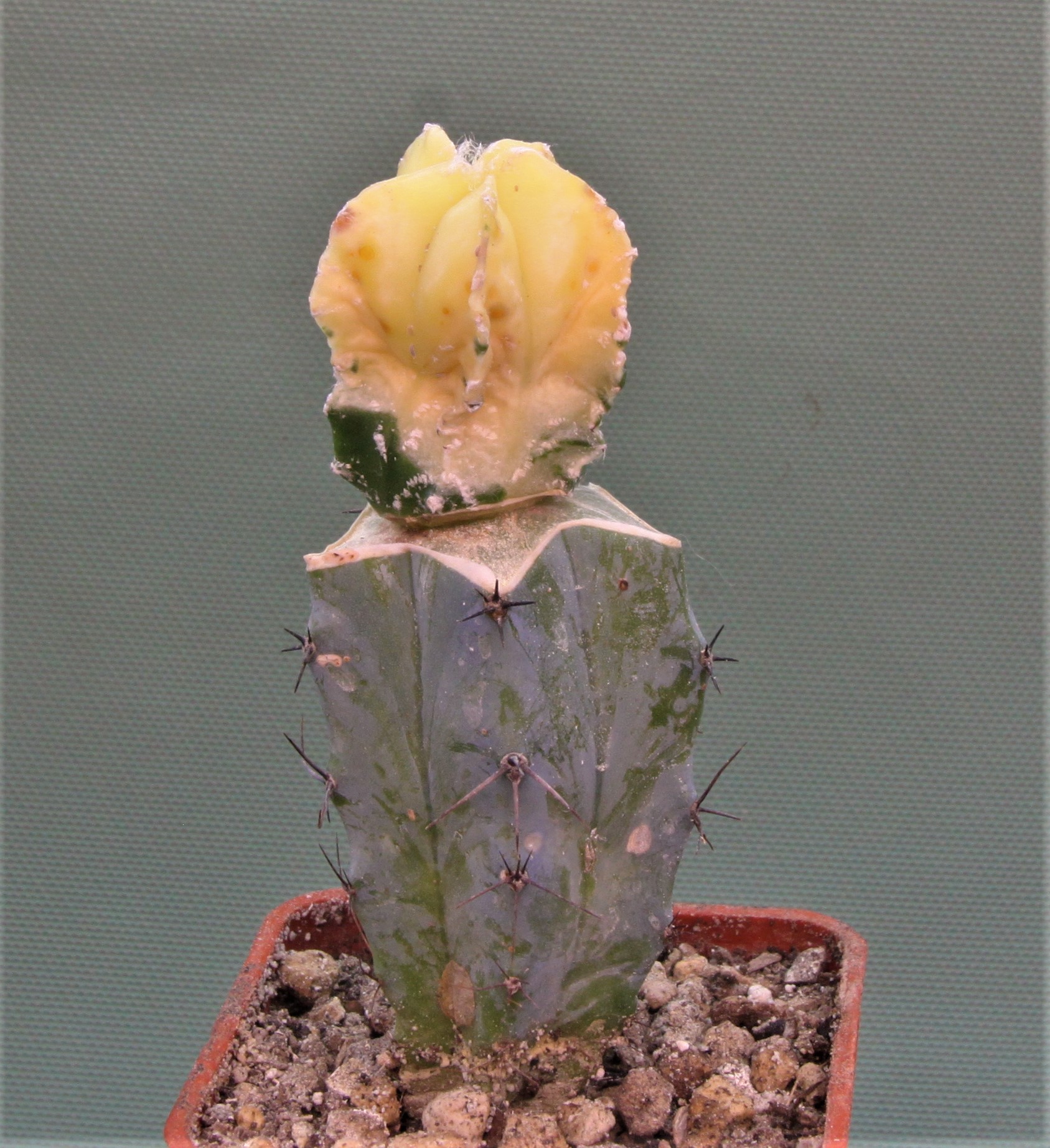 Astrophytum myriostigma variegata P2. 250грн. Кубик 6х6см