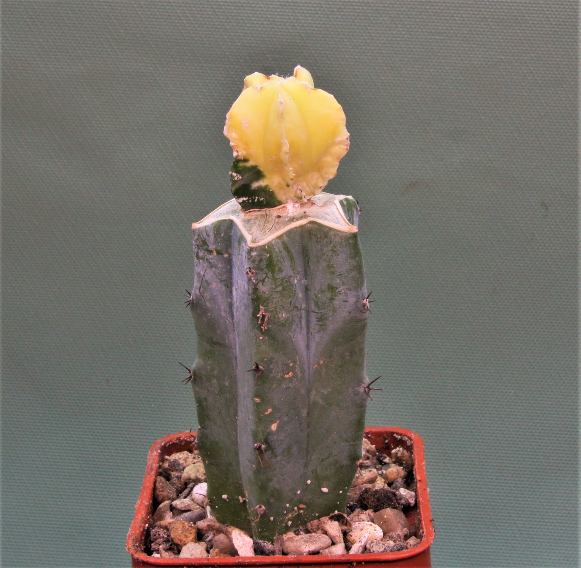 Astrophytum myriostigma variegata P3. 250грн. Кубик 6х6см