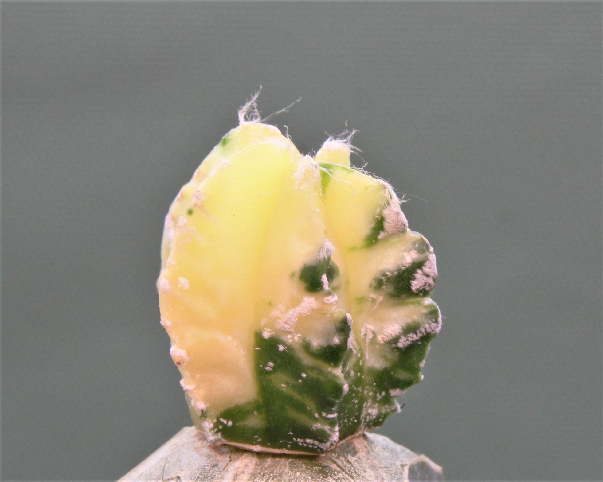 Astrophytum myriostigma variegata P4. 250грн. Кубик 5х5см.