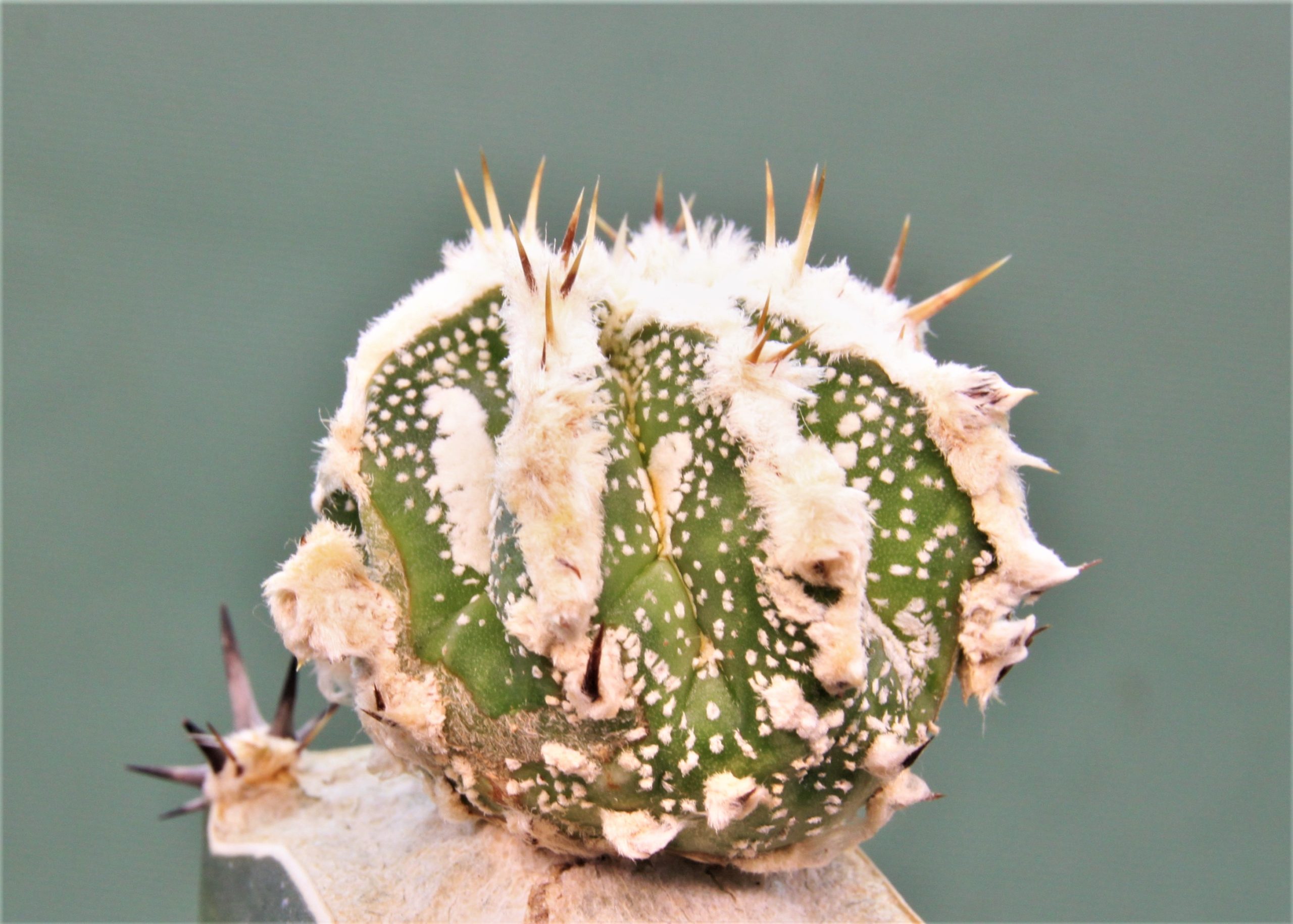 Astrophytum ornatum ‘ Dinozawr’ 1. 300грн. Кубик 7х7см..