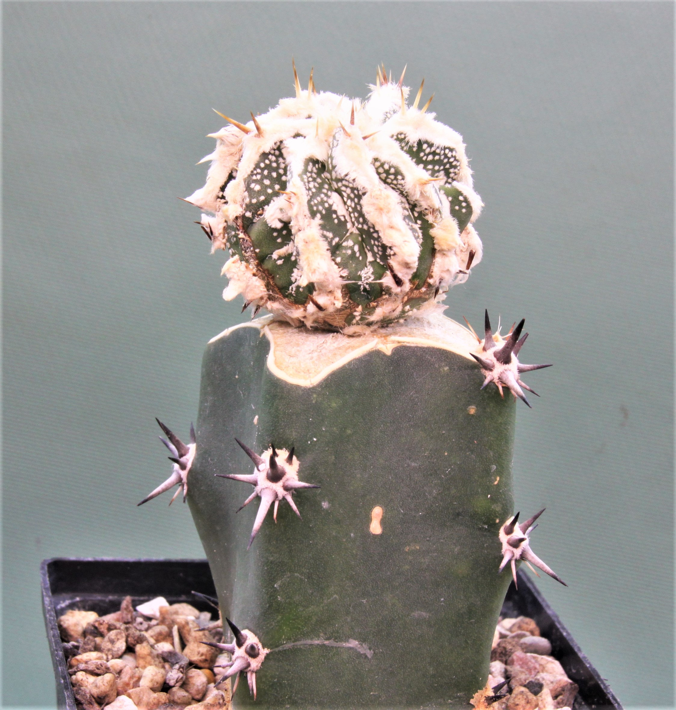 Astrophytum ornatum ‘ Dinozawr’ 1. 300грн. Кубик 7х7см