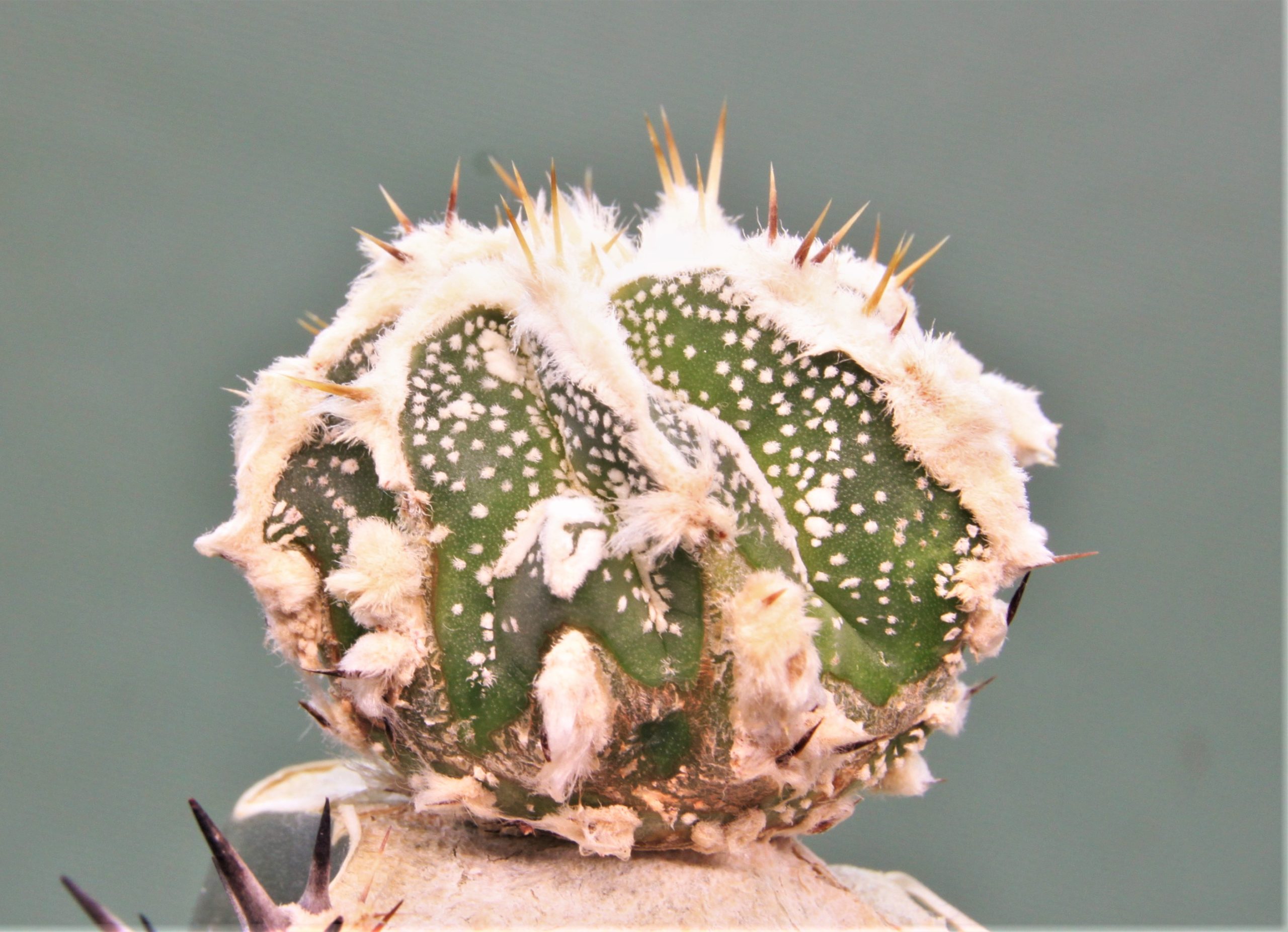 Astrophytum ornatum ‘ Dinozawr’ 1. 300грн. Кубик 7х7см…