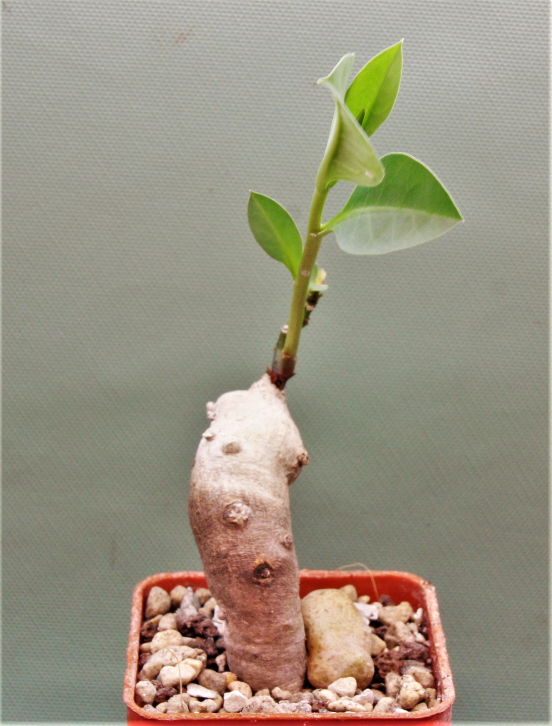Monadenium aff. peduculatum Iringa prov. Tanzania. 380грн. Кубик 5х5см .
