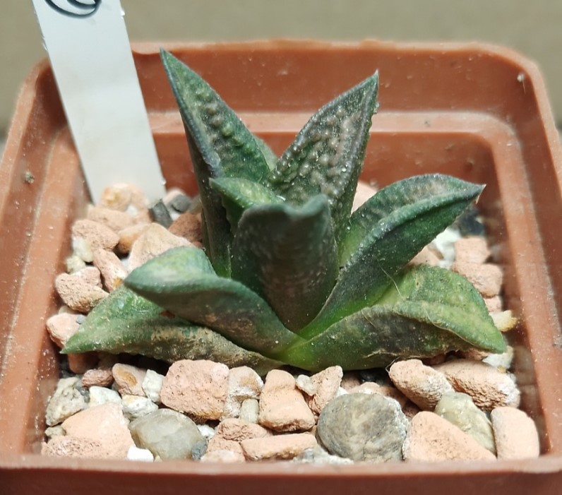 6188 Haworthia marginata x nigra F2__