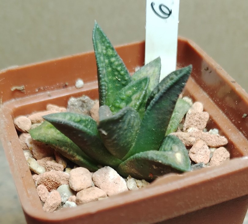 6188 Haworthia marginata x nigra F2___