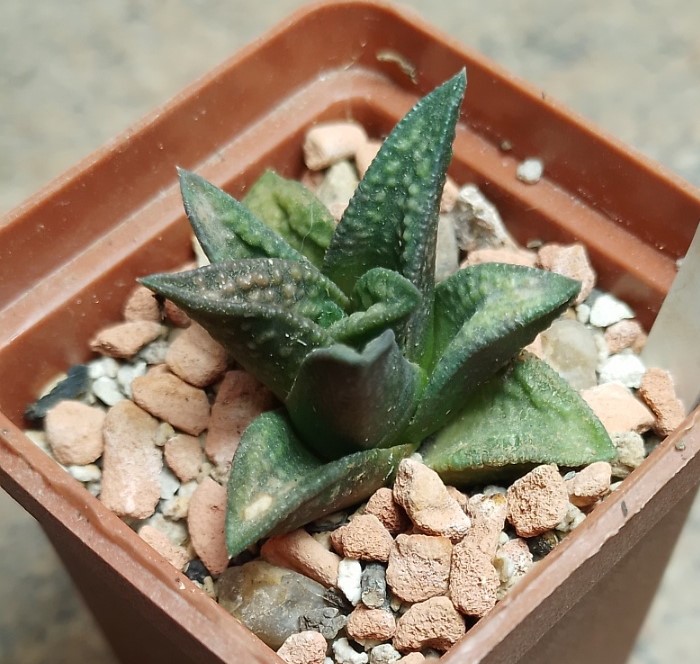 6188 Haworthia marginata x nigra F2____