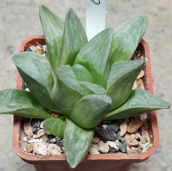 6222 Haworthia pygmaea f.variegata_