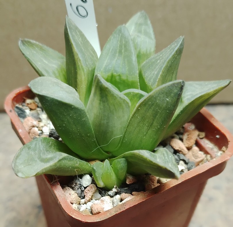 6222 Haworthia pygmaea f.variegata__