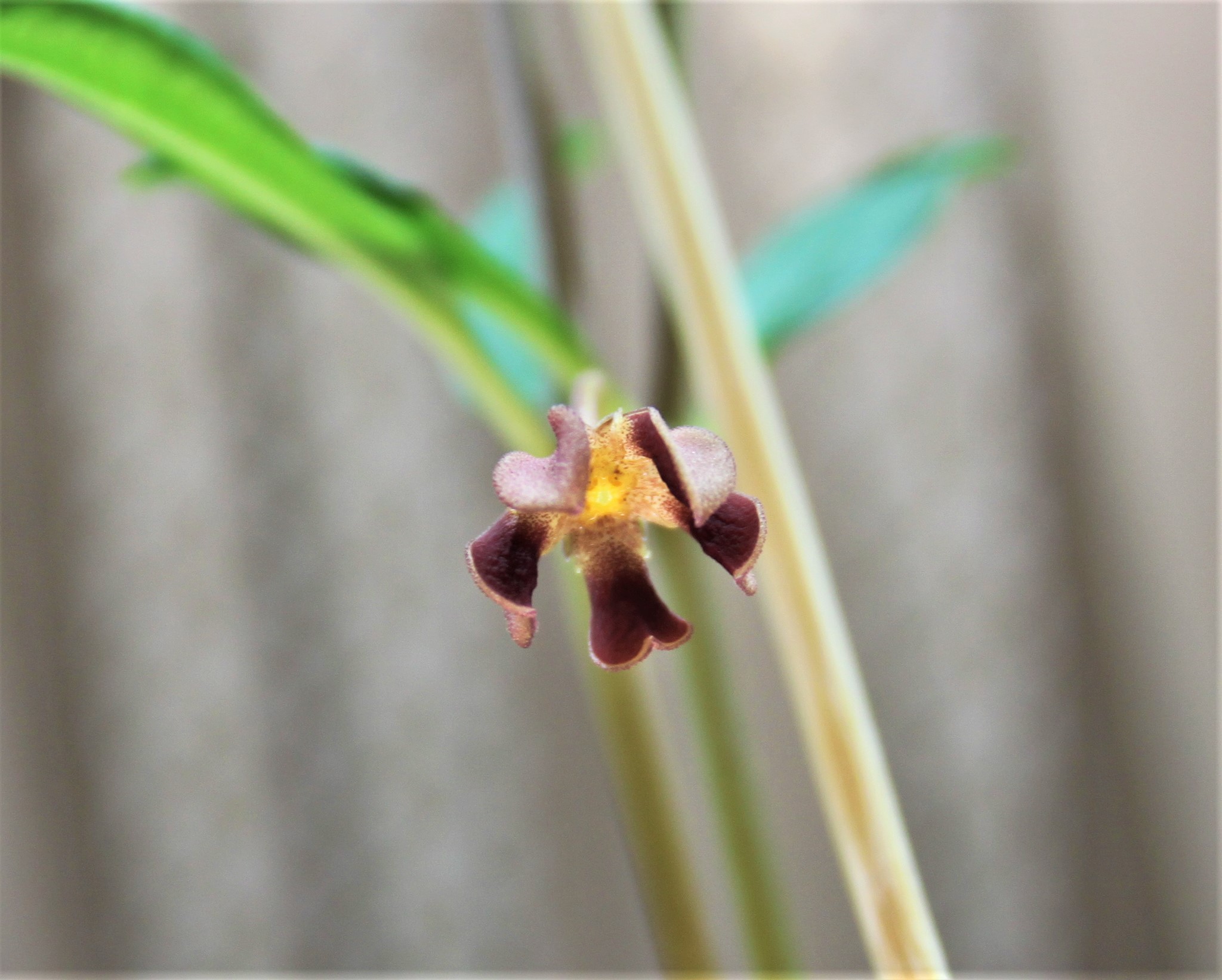 Brachystelma aff. plocamoides Malawi. 2700грн. Кубик 9х9см. .