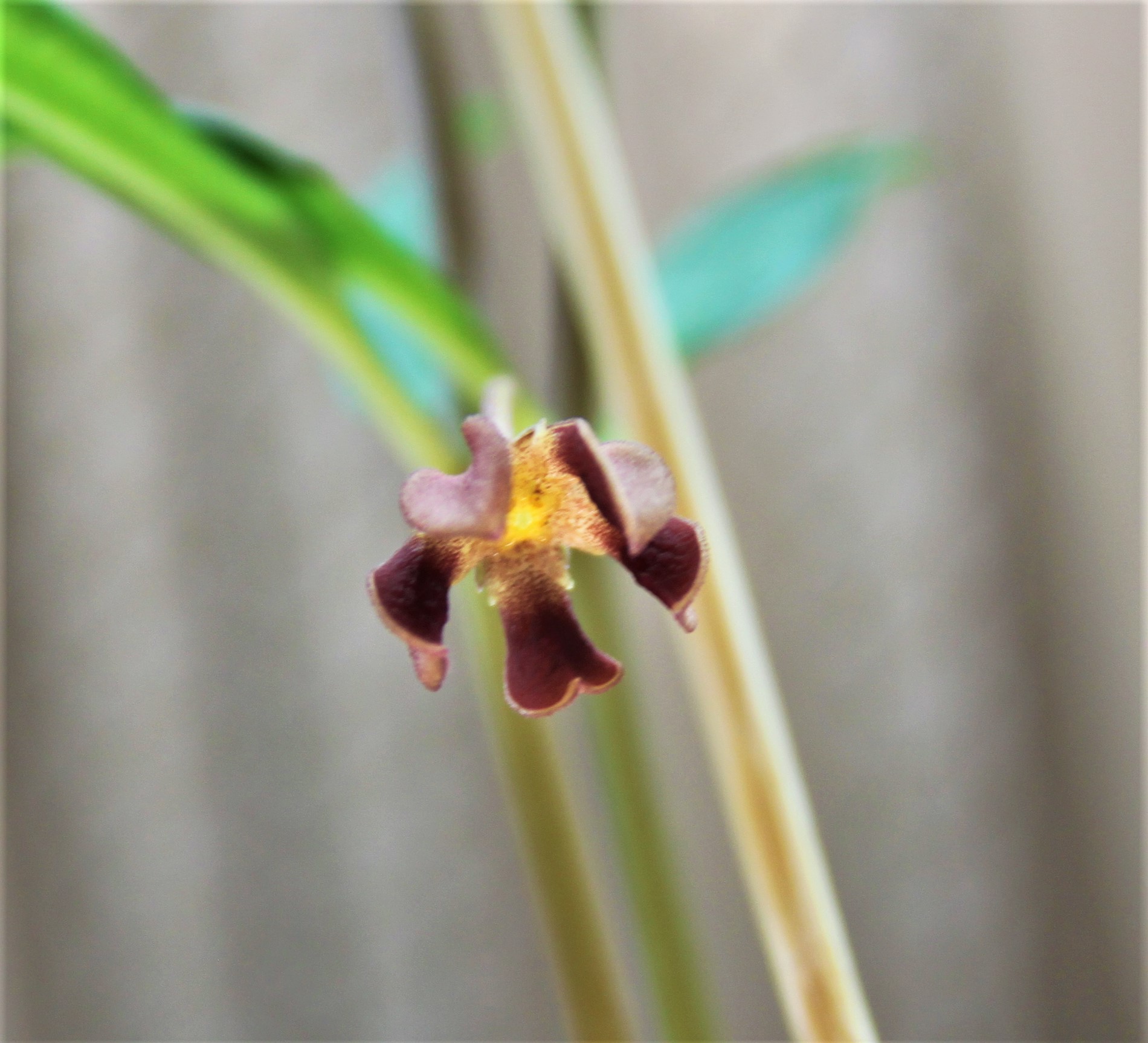 Brachystelma aff. plocamoides Malawi. 2700грн. Кубик 9х9см.. .