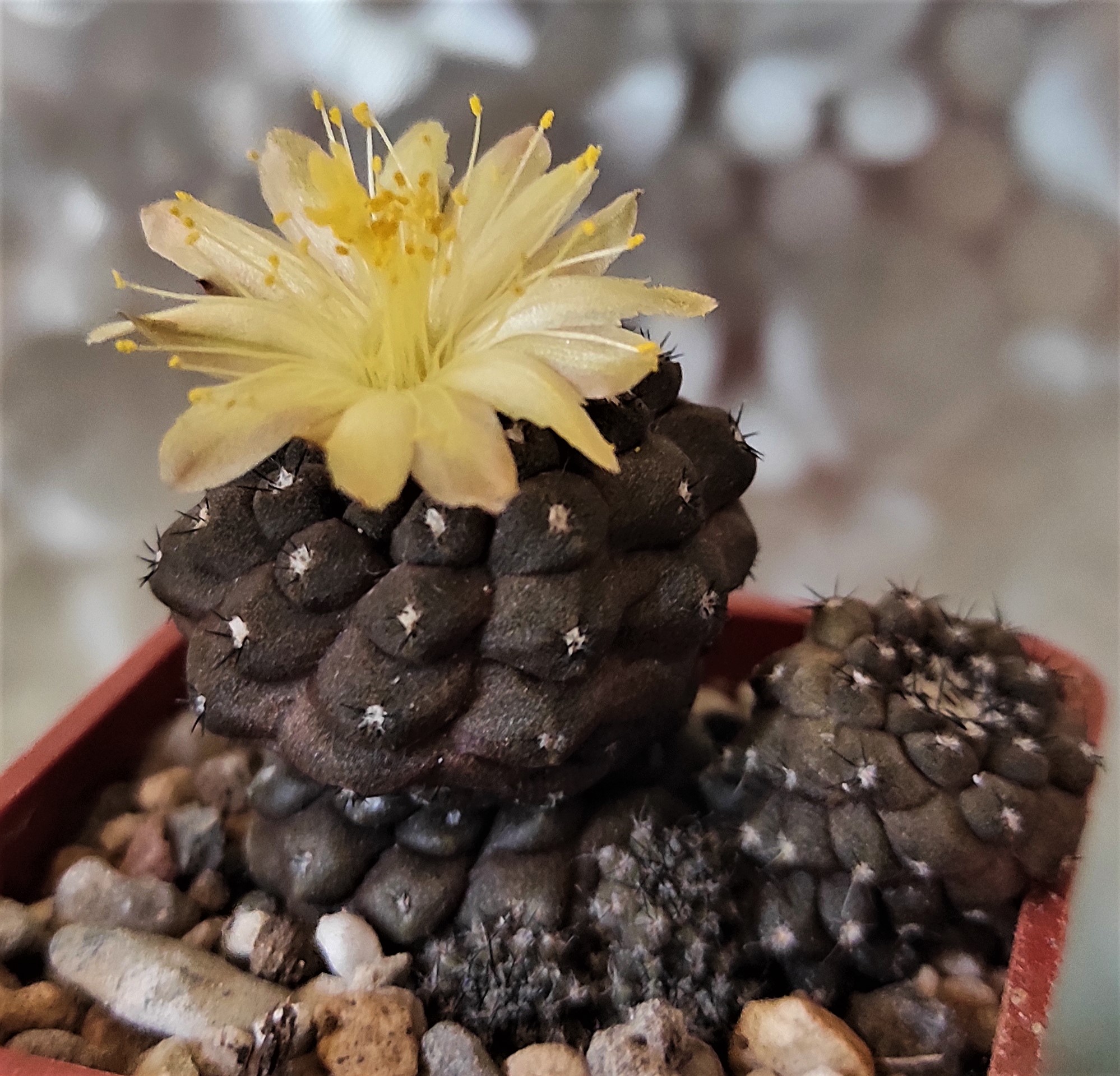 Copiapoa hypogaea 24