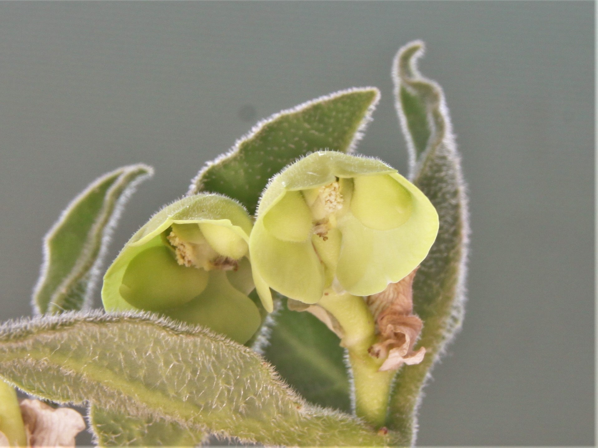 Monadenium discoideum NW province, Zambia 2. 900грн. Кубик6х6см..