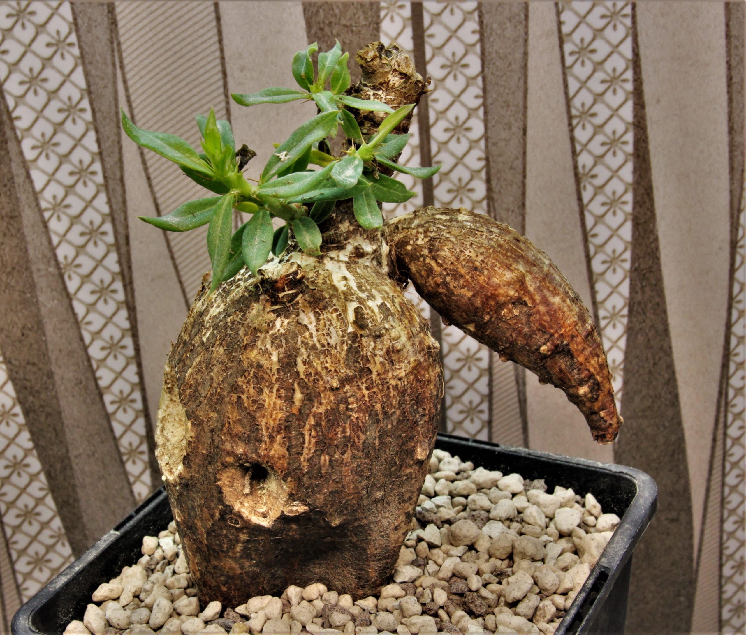 Pachypodium bispinisum 2. 2750грн. Куубик 12х12см