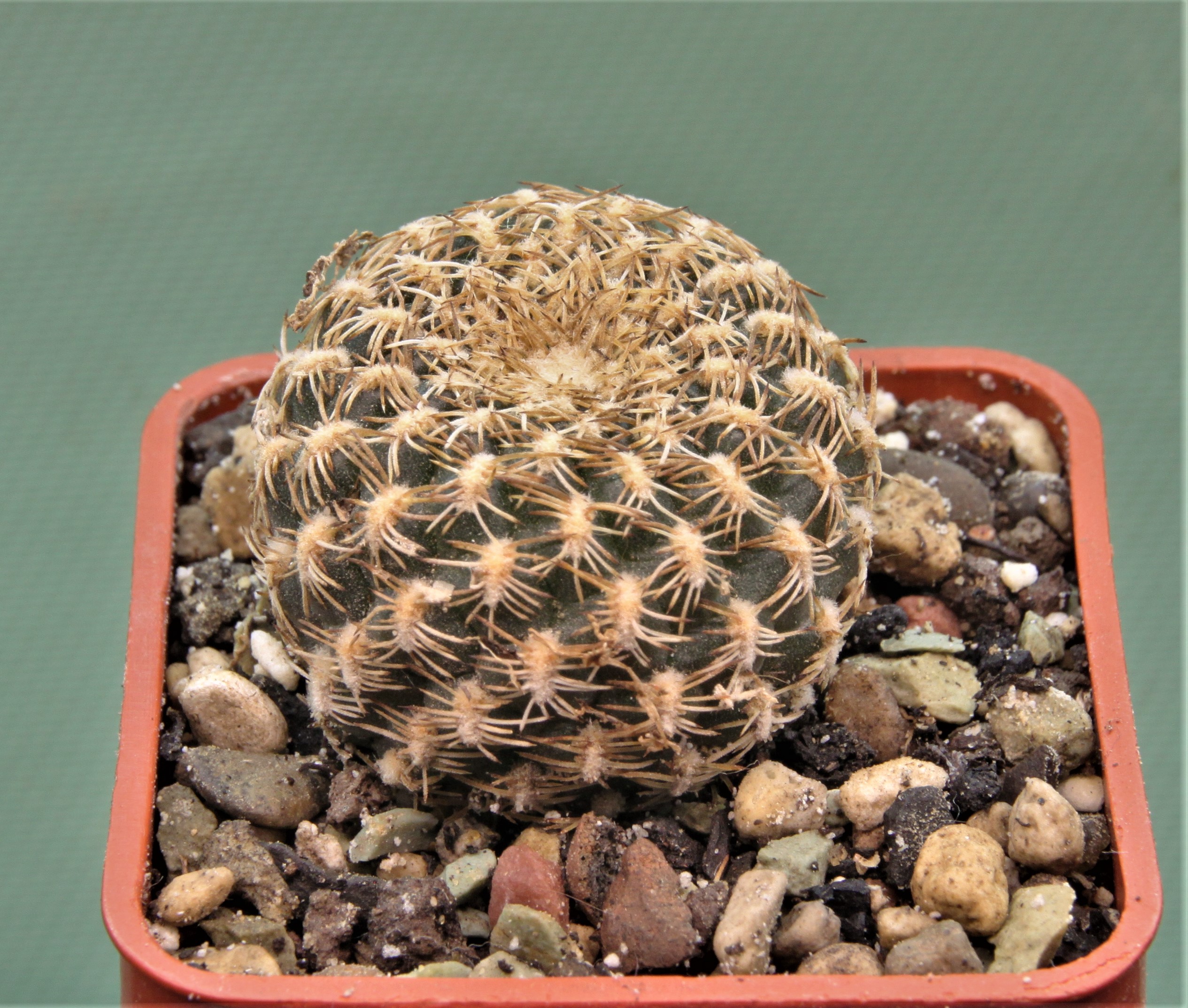 Sulcorebutia taratensis 3. 110грн. Кубик 5х5см