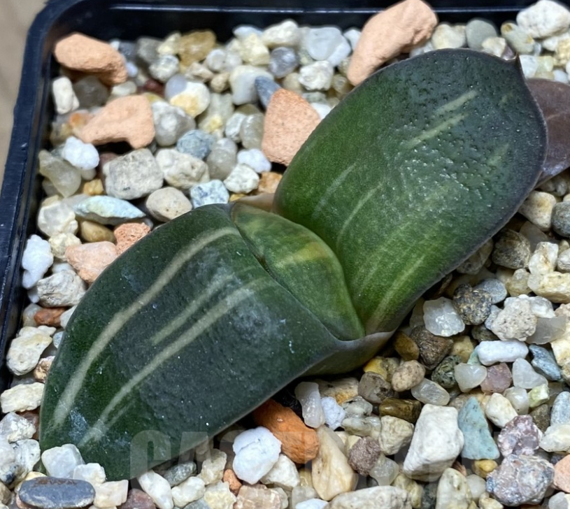 VVG27311 Gasteria armstrongii seedling