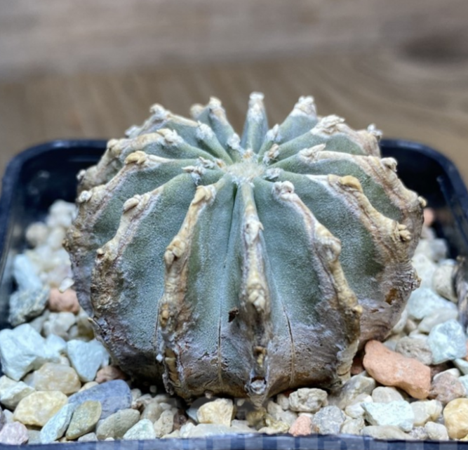 VVG34701 Geohintonia mexicana_