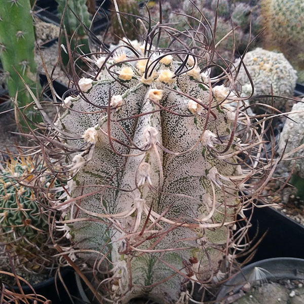 Astrophytum capricorne v. niveum_