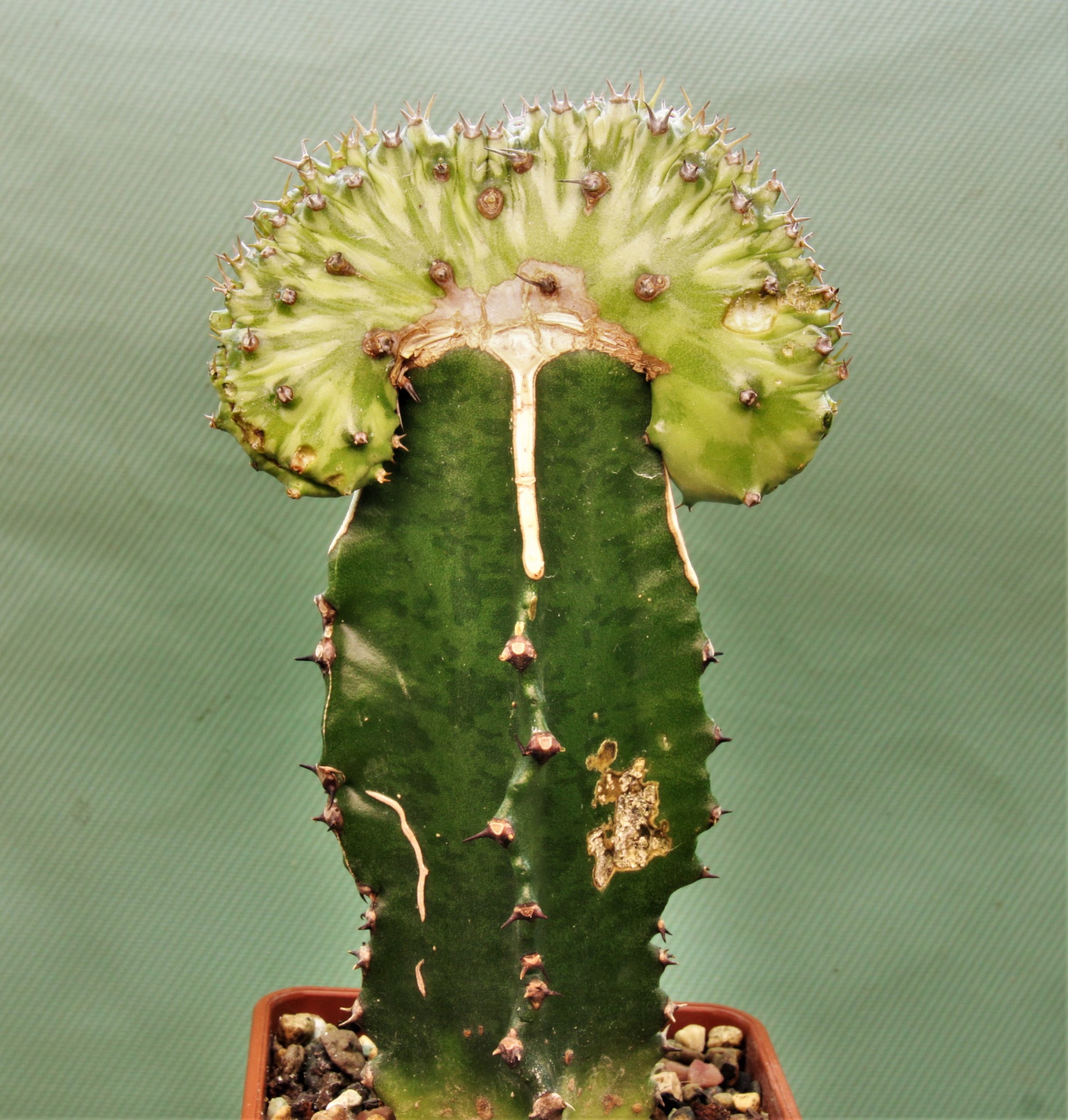 Euphorbia horwoodi f. cristata 1500грн. Кубик 7х7см