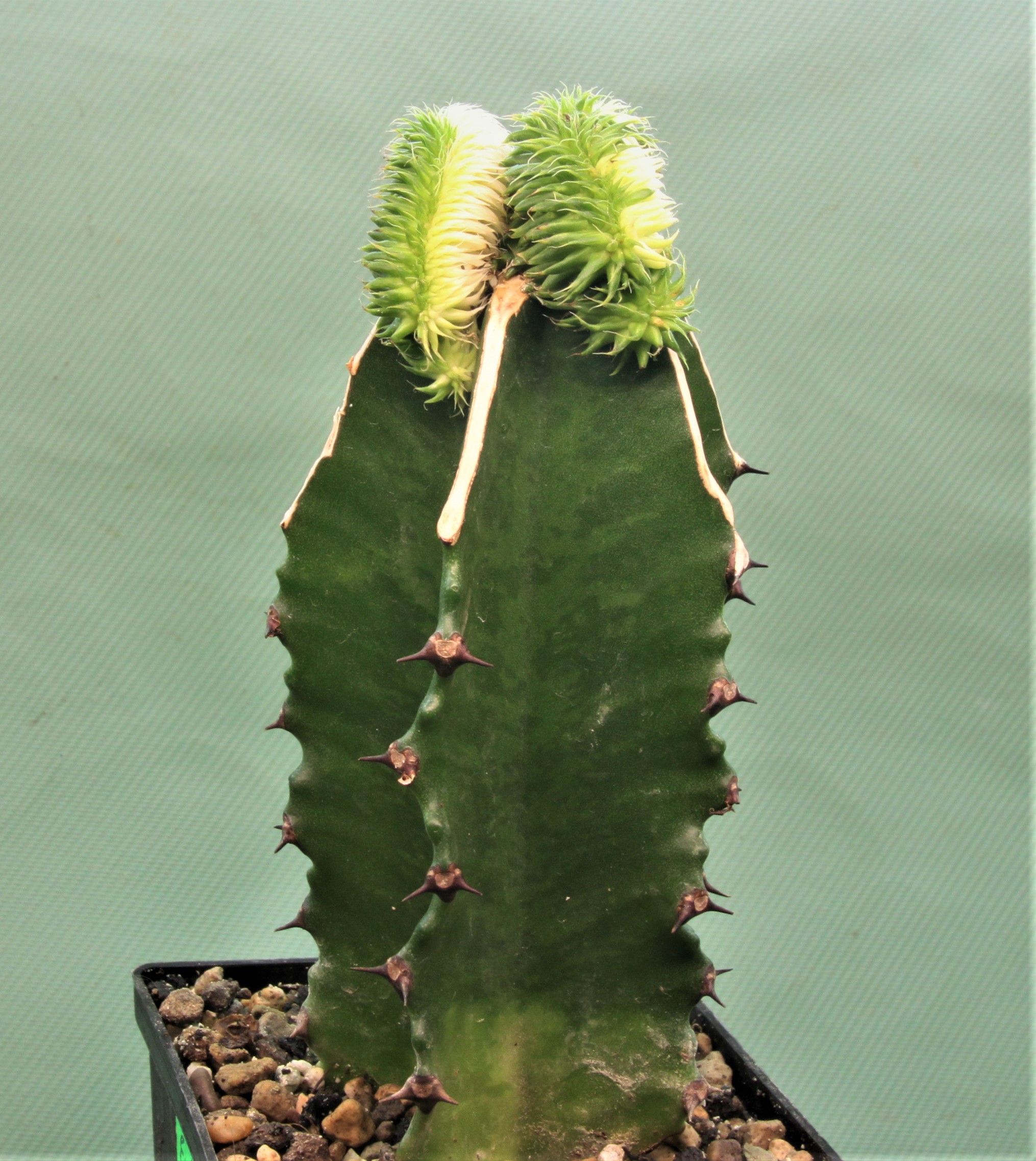 Euphorbia susannae f.cristata variegate 1. 1150грн. Кубик 7х7см.