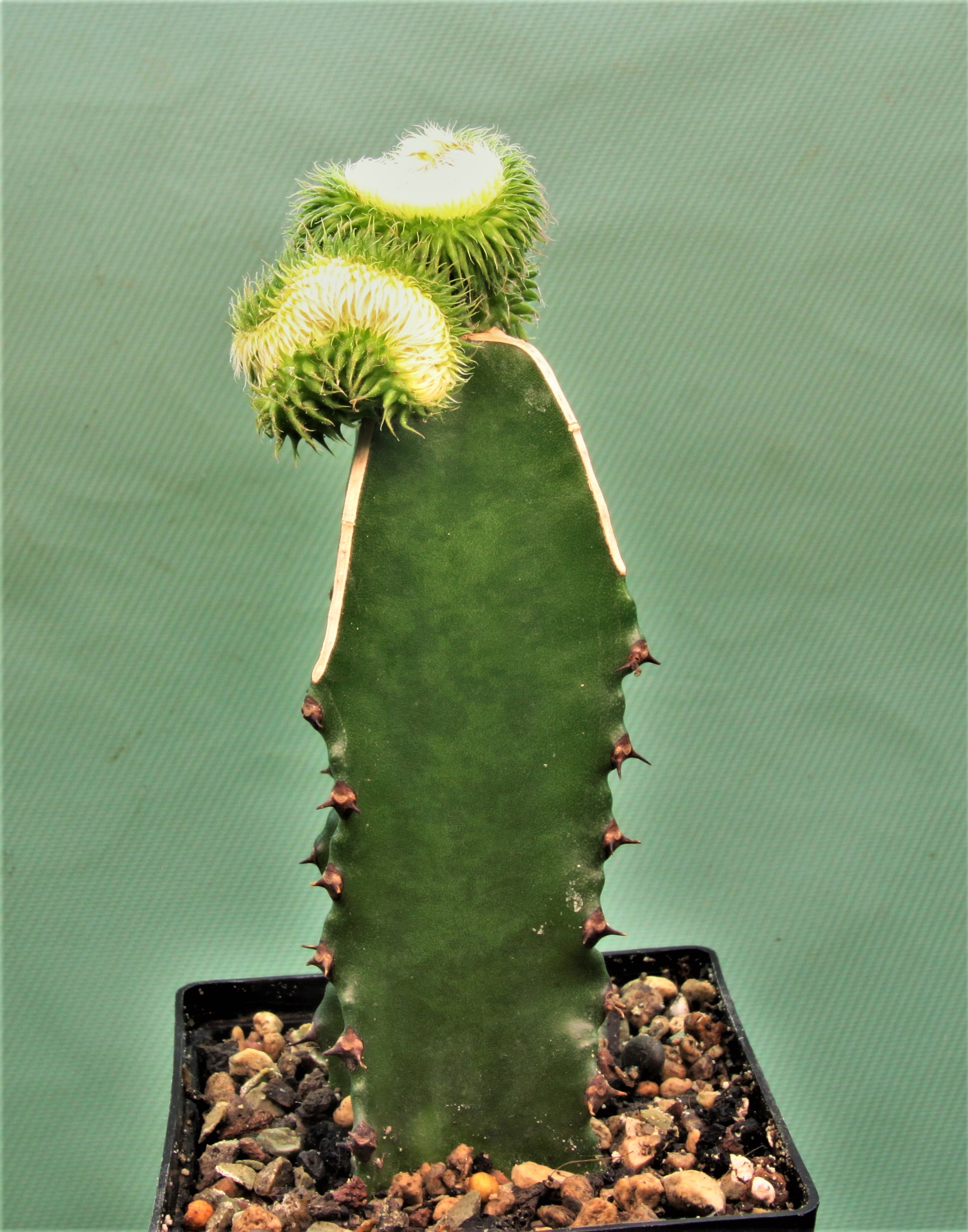 Euphorbia susannae f.cristata variegate 2. 1150грн. Кубик 7х7см.