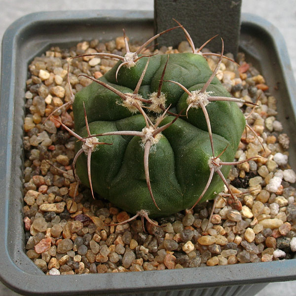 Gymnocalycium carminanthum LF 74