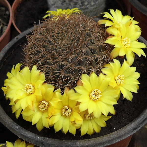 Sulcorebutia candiae_