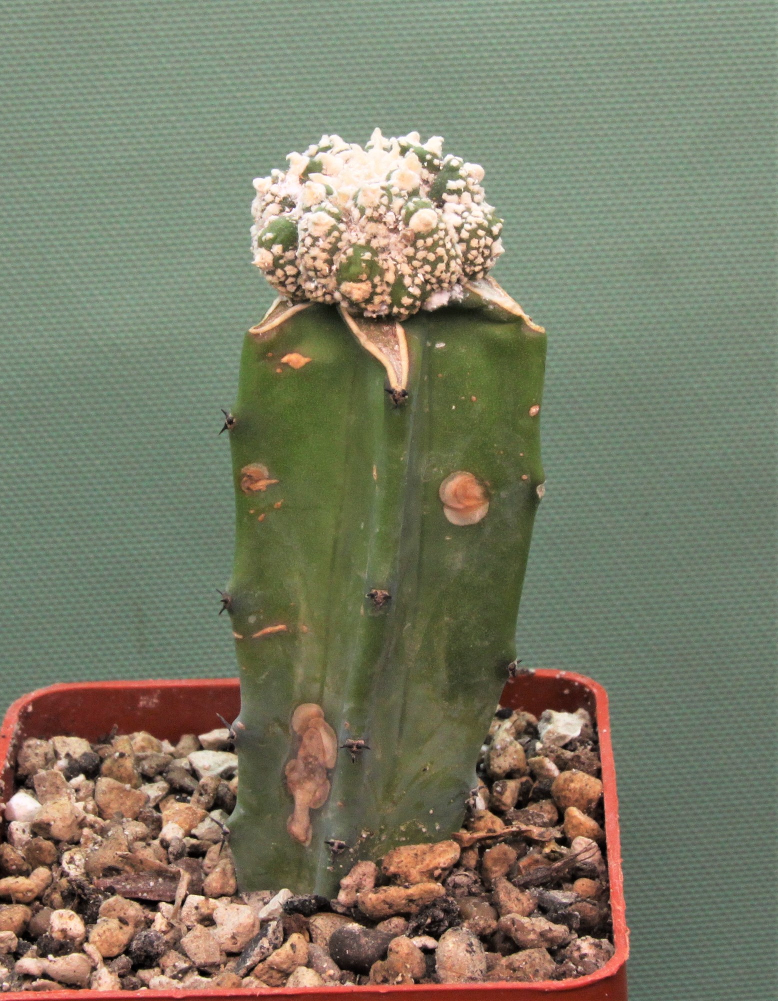 Astrophytum asterias ‘Kikko’ f.roseoflora AP4. Кубик 6х6см. 220грн.