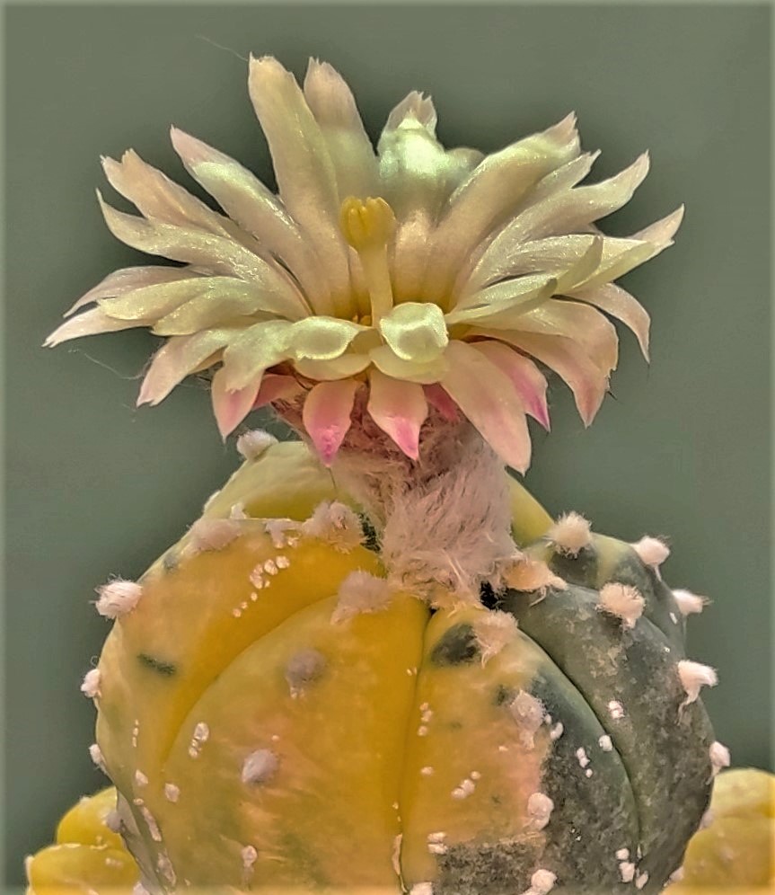 Astrophytum asterias varieg-24