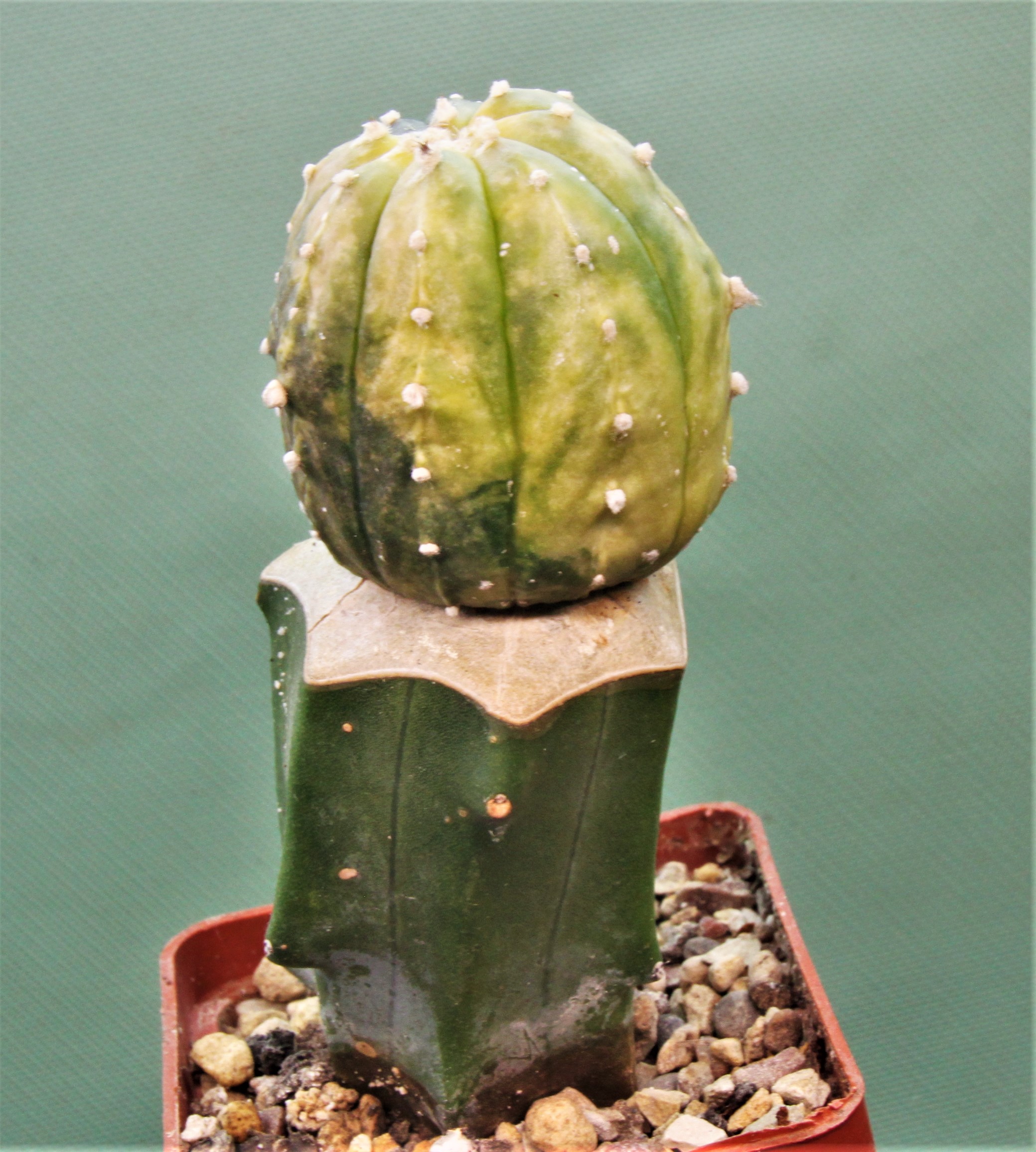 Astrophytum asterias variegata AP11 . Кубик 6х6см. 250грн