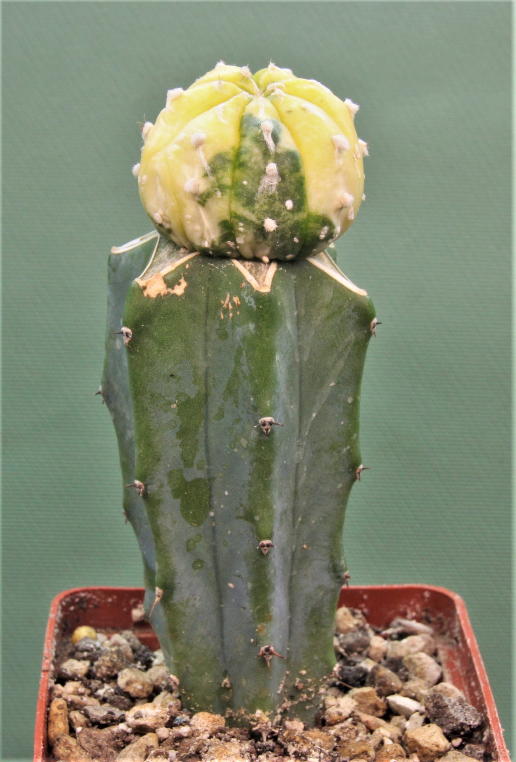 Astrophytum asterias variegata AP2 . Кубик 6х6см. 250грн