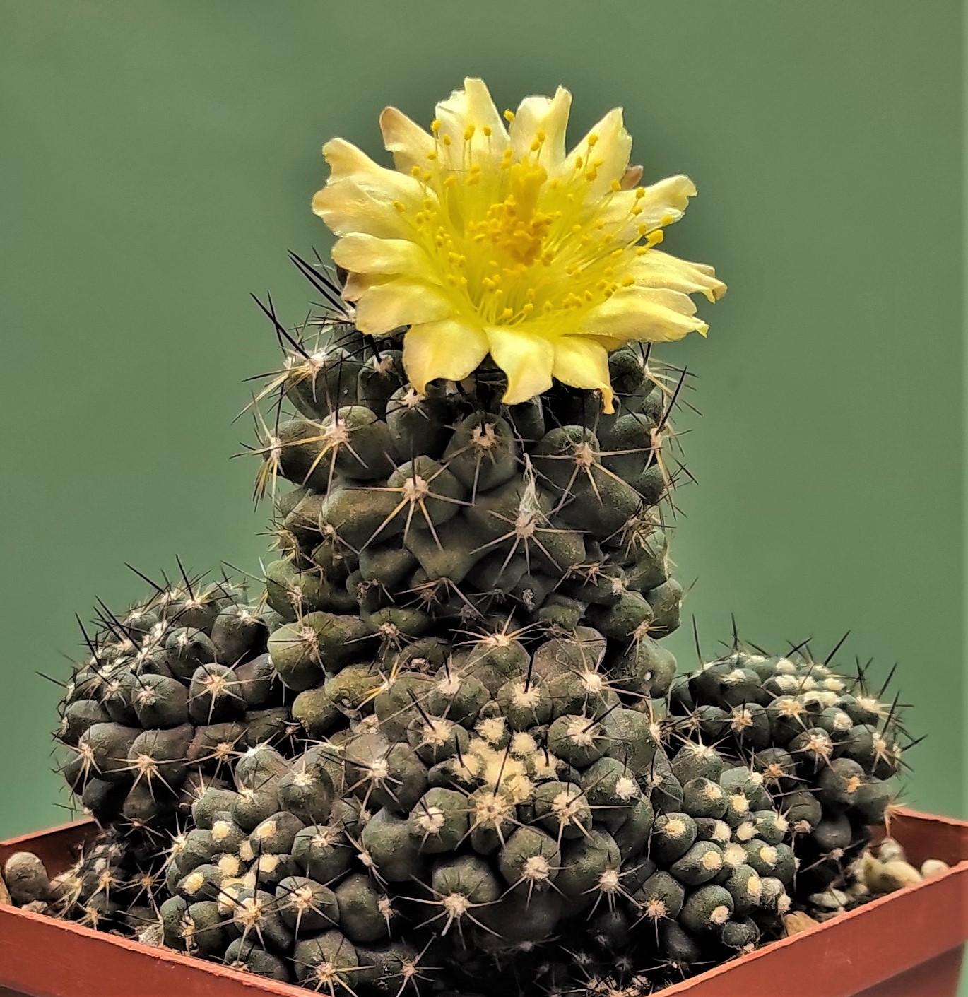 Copiapoa taltalensis 24