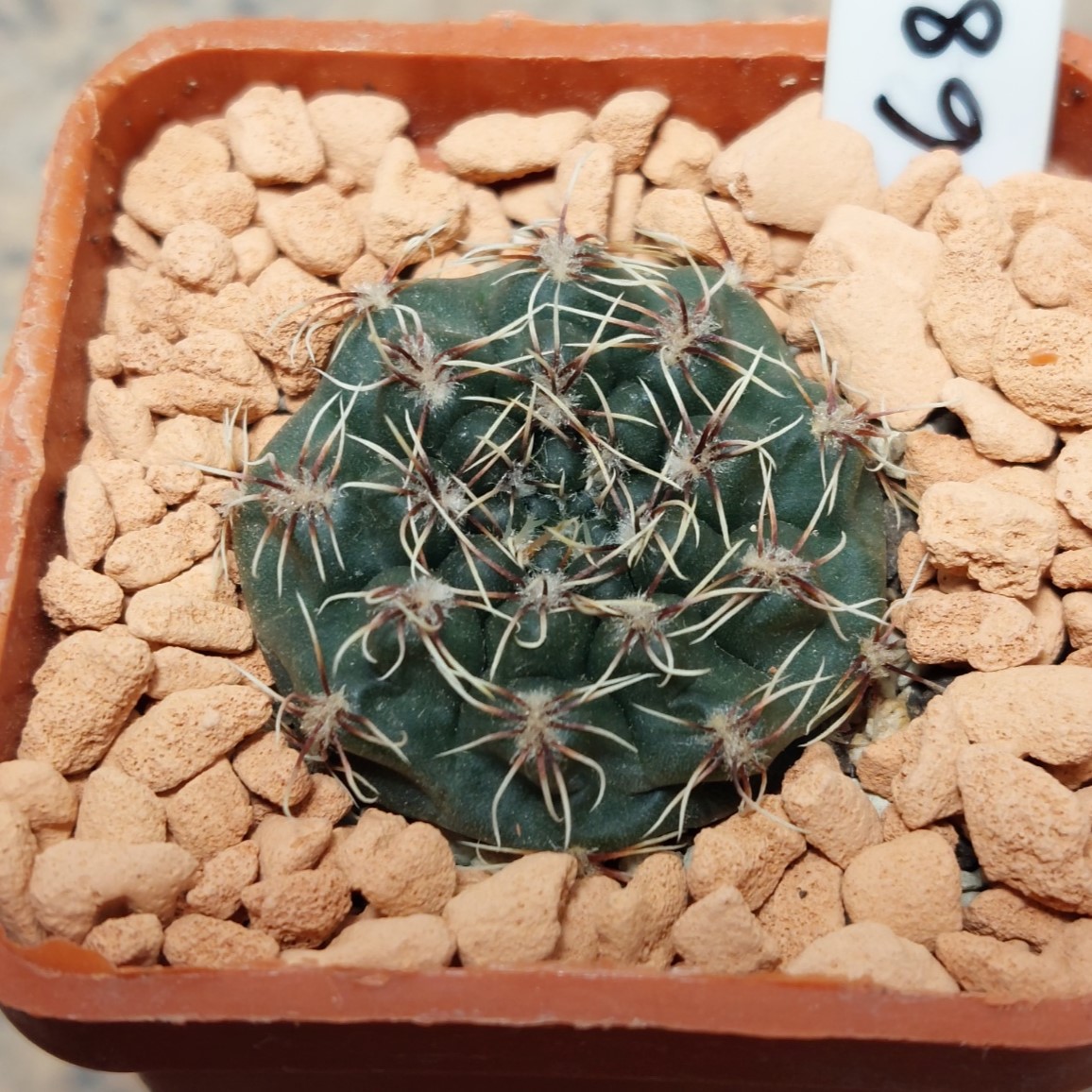 6859 Gymnocalycium erinaceum v. paucisquamosum