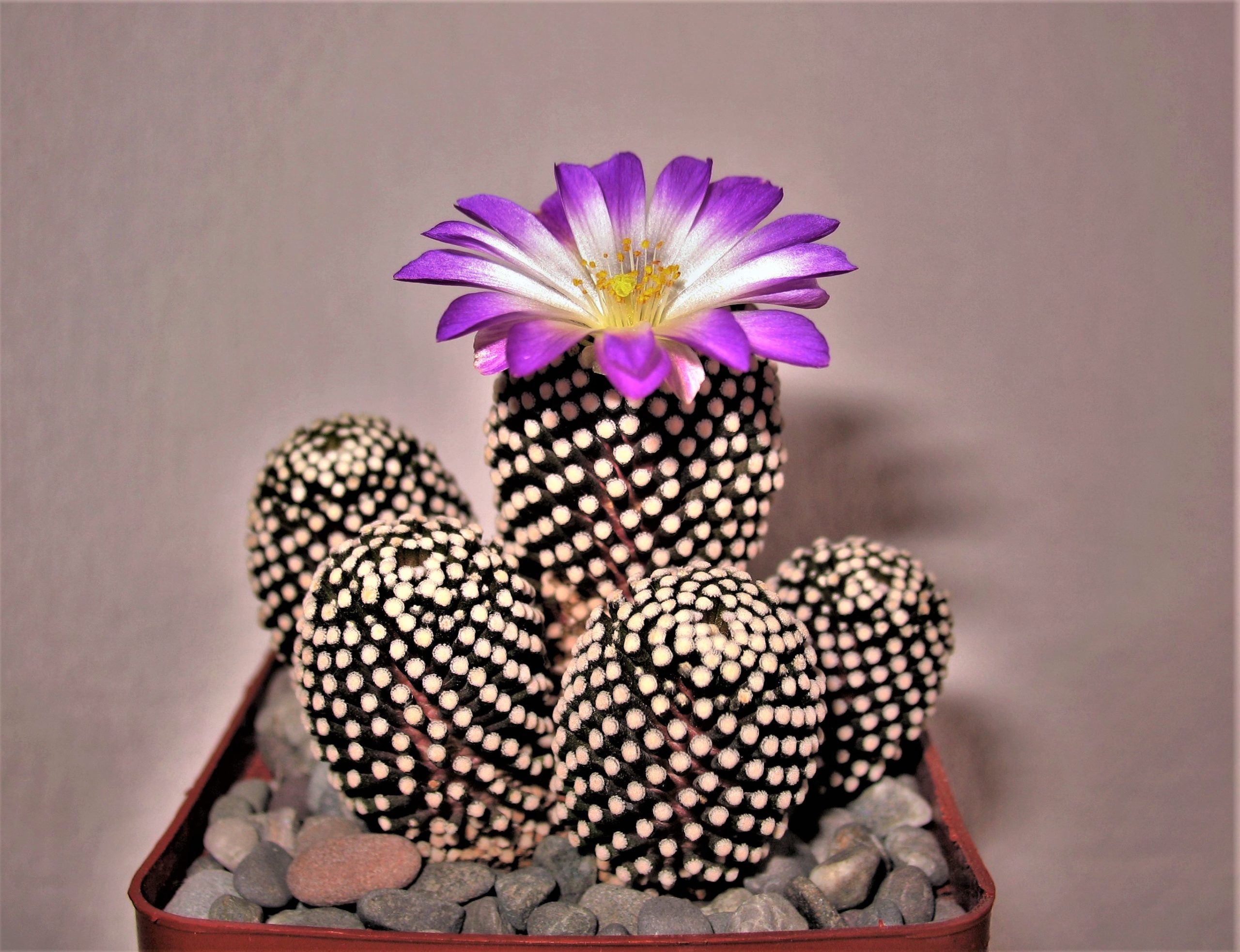 Mammillaria luethyi 07