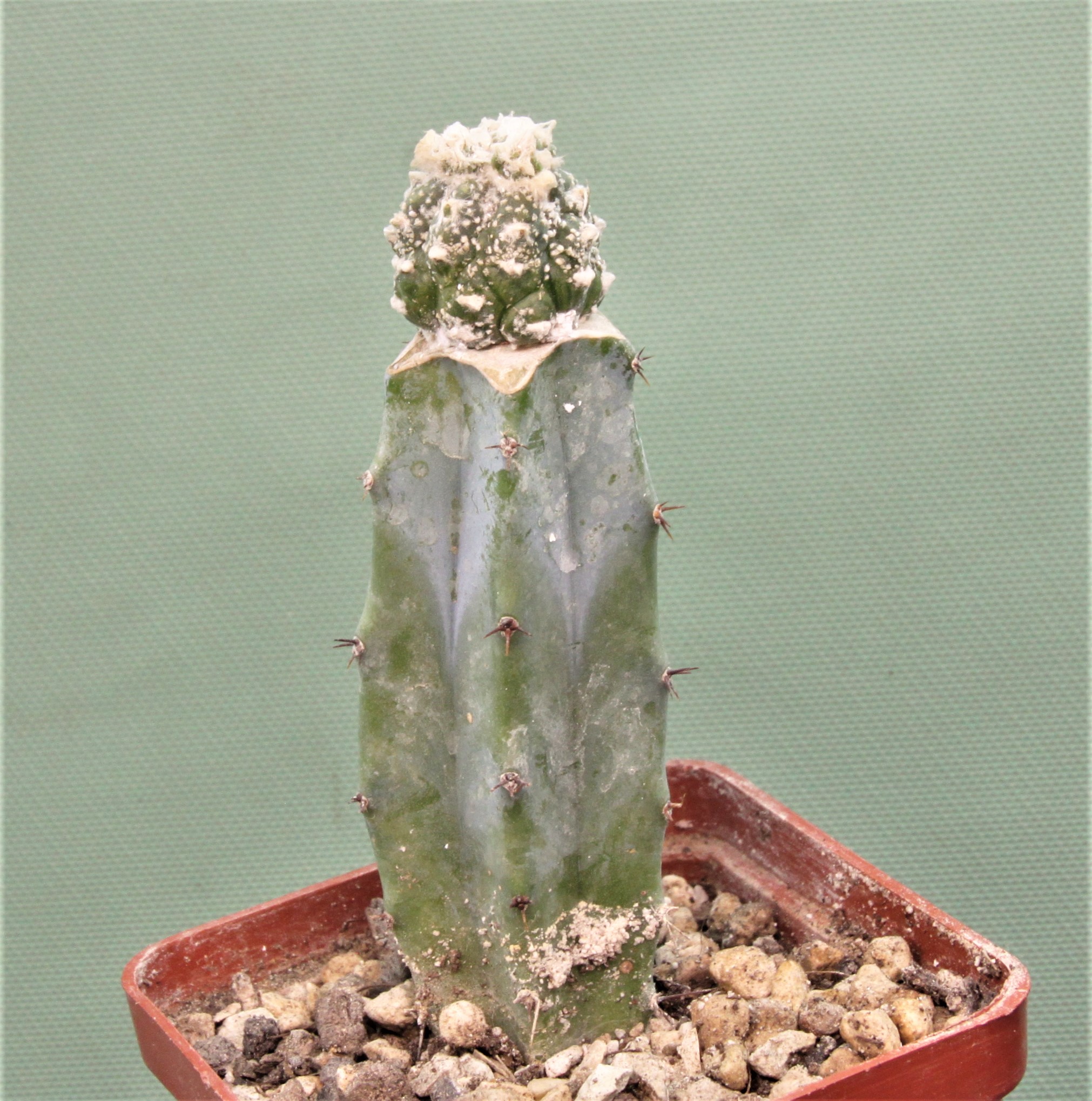 Astrophytum asterias ‘Kikko’ f.roseoflora AP6. Кубик 6х6см. 220грн. (2)