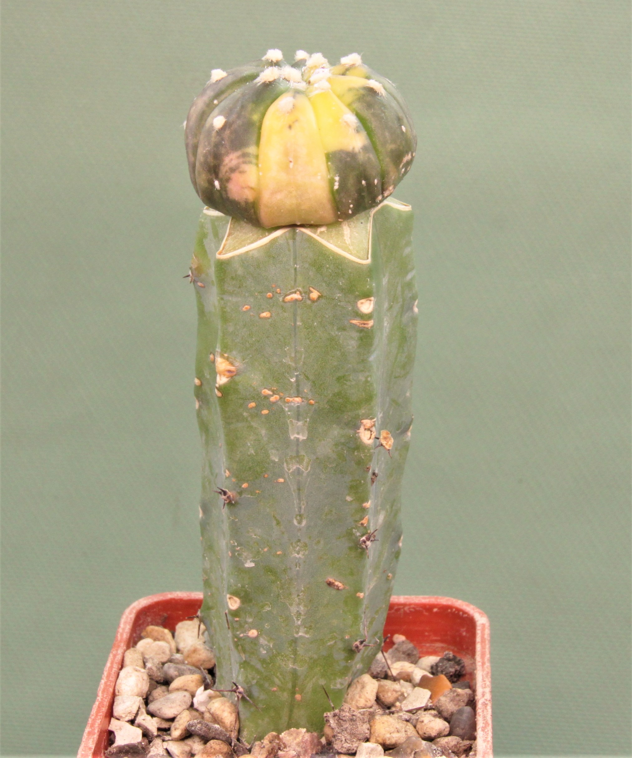 Astrophytum asterias variegata AP3 . Кубик 6х6см. 250грн