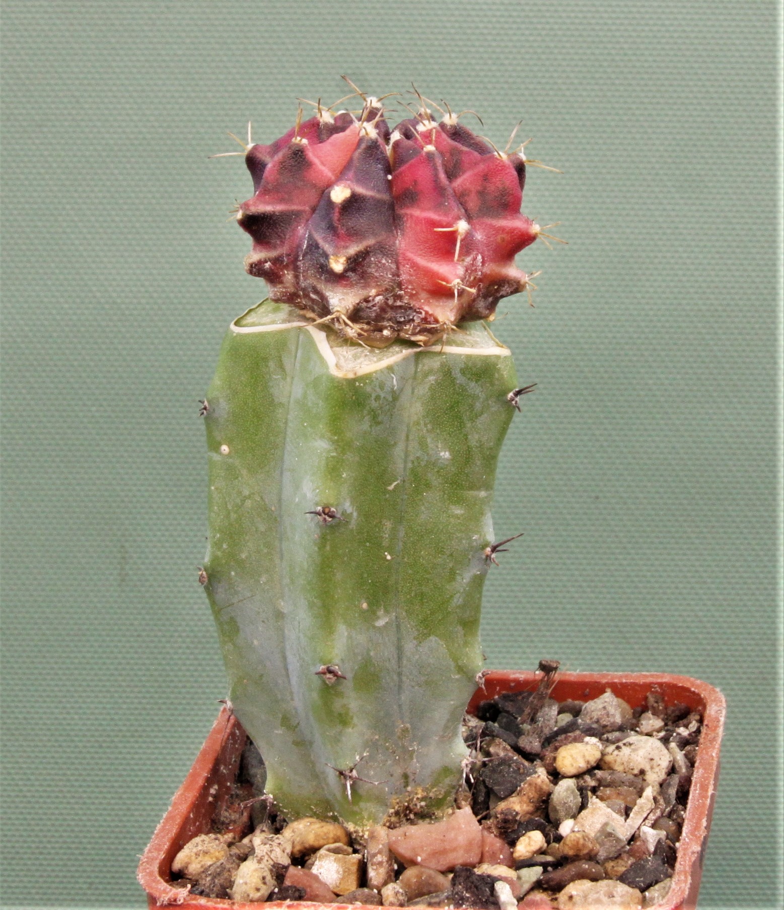 Gymnocalycium friedrichii variegate Р4. Кубик 6х6см. 250грн..