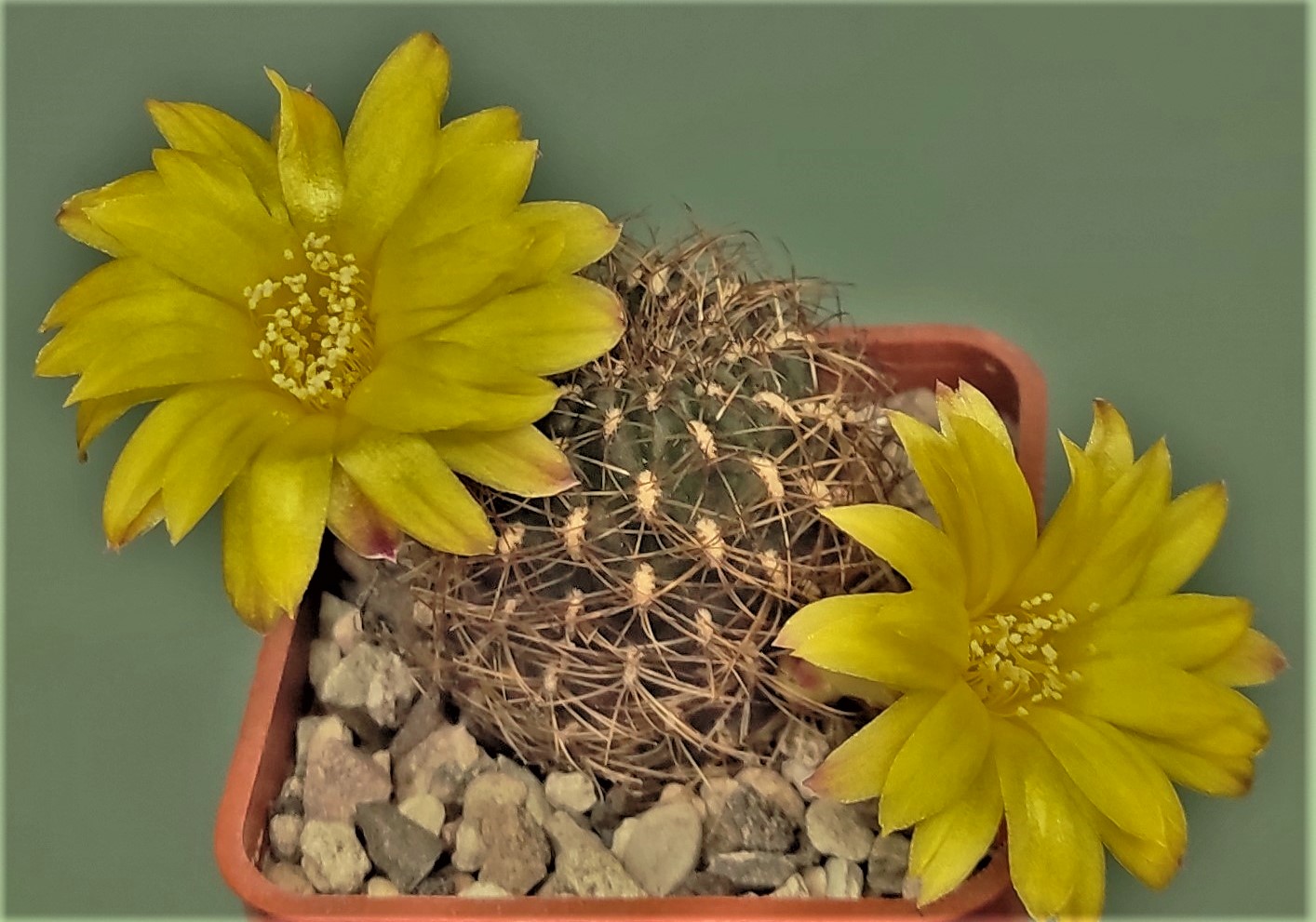 Sulcorebutia vargasii-24