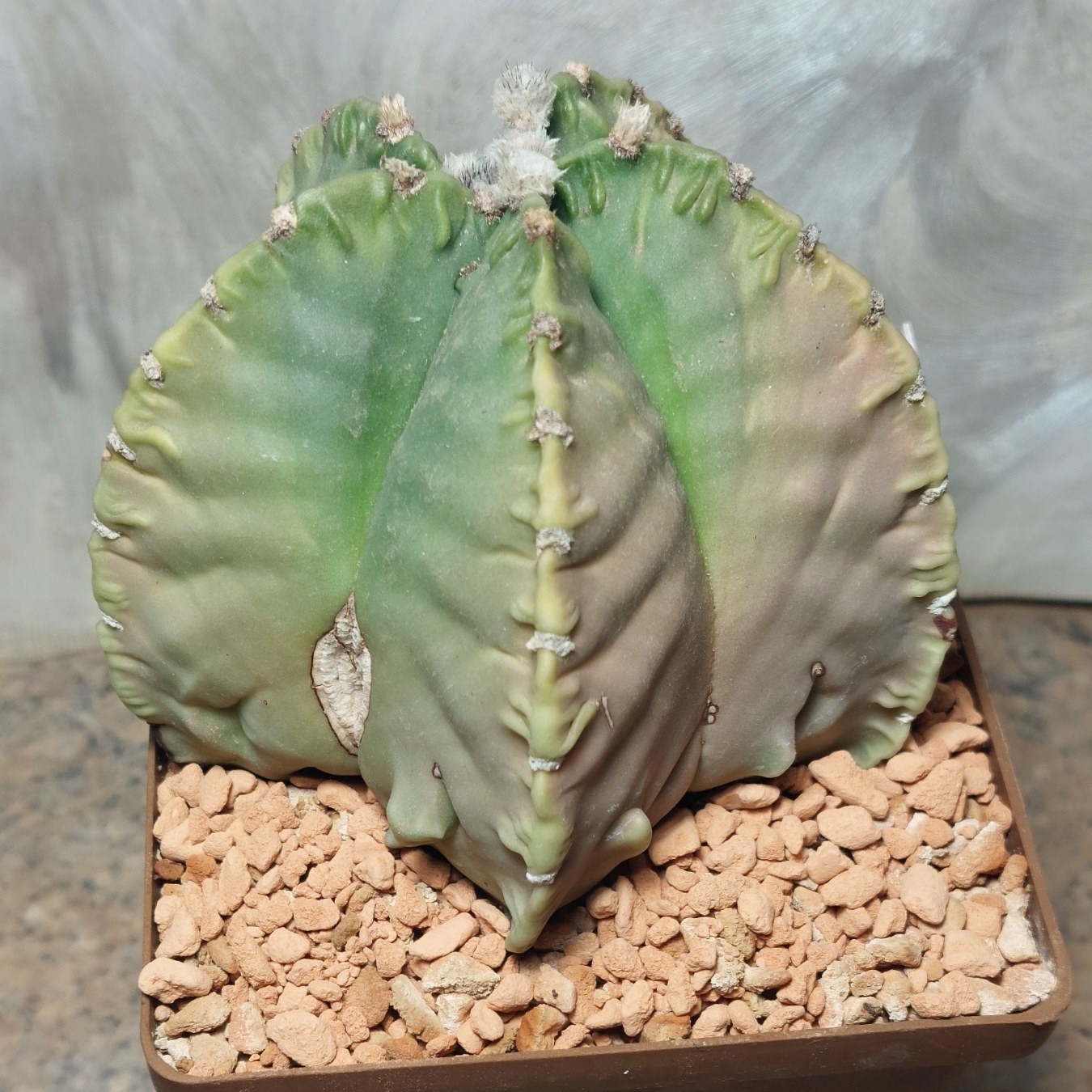 3500 Astrophytum myriostigma ‘Fukuryo’ вік 10 років_