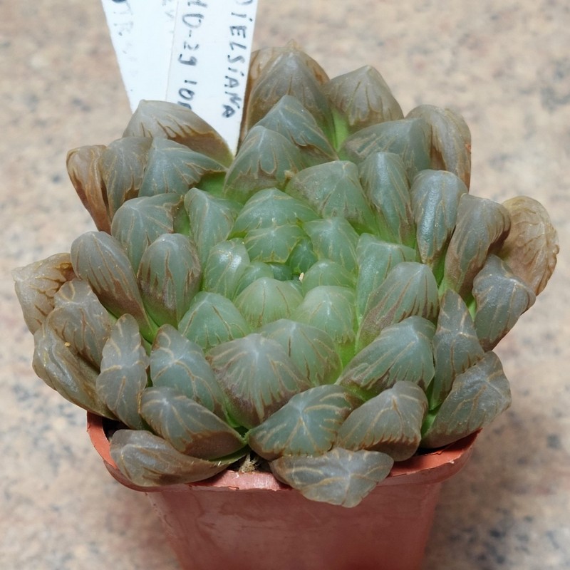 807 Haworthia cooperi v.dielsiana x obtusa вік 8 років