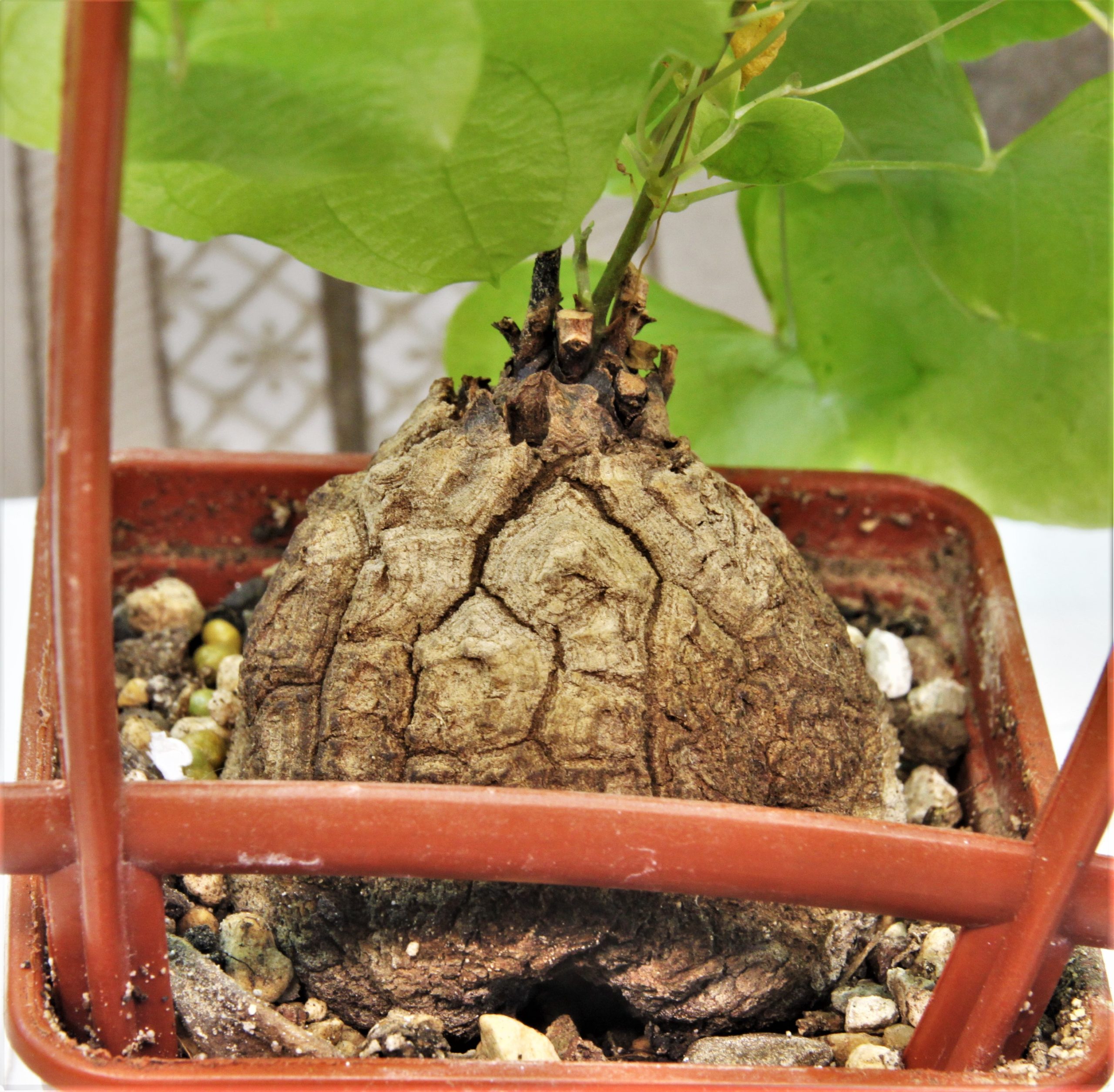 Dioscorea elephantipes 4. Кубик 7х7см. 700грн