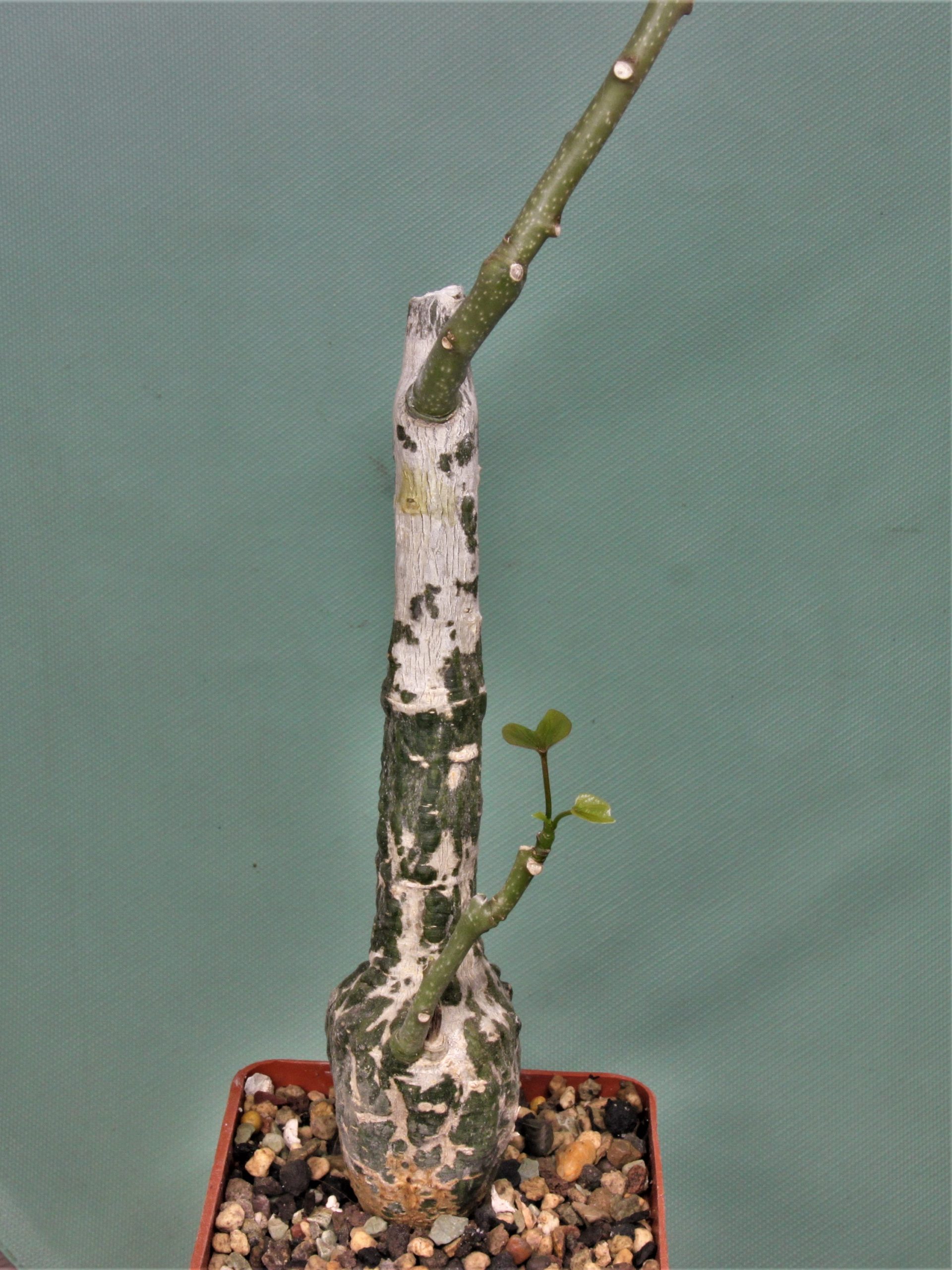Adenia stulosa red leaf. Akarana, Madagascar 1. Кубик 7х7см. 3400грн