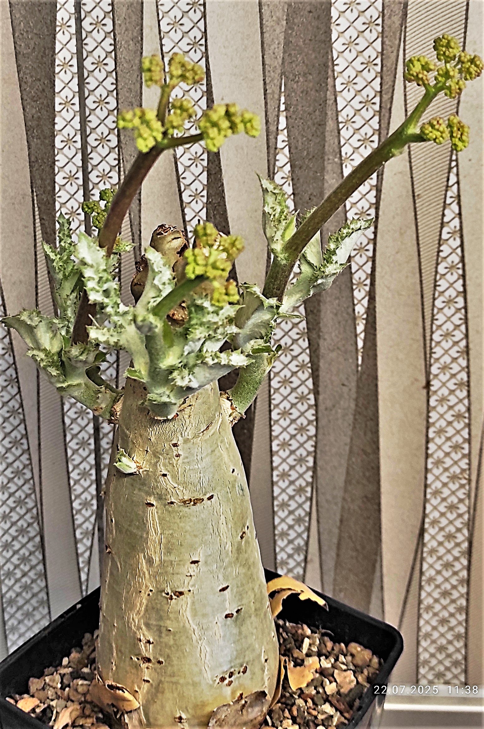 Cyphostemma seitziana Namibia. Кубик 12х12см. 11500грн..