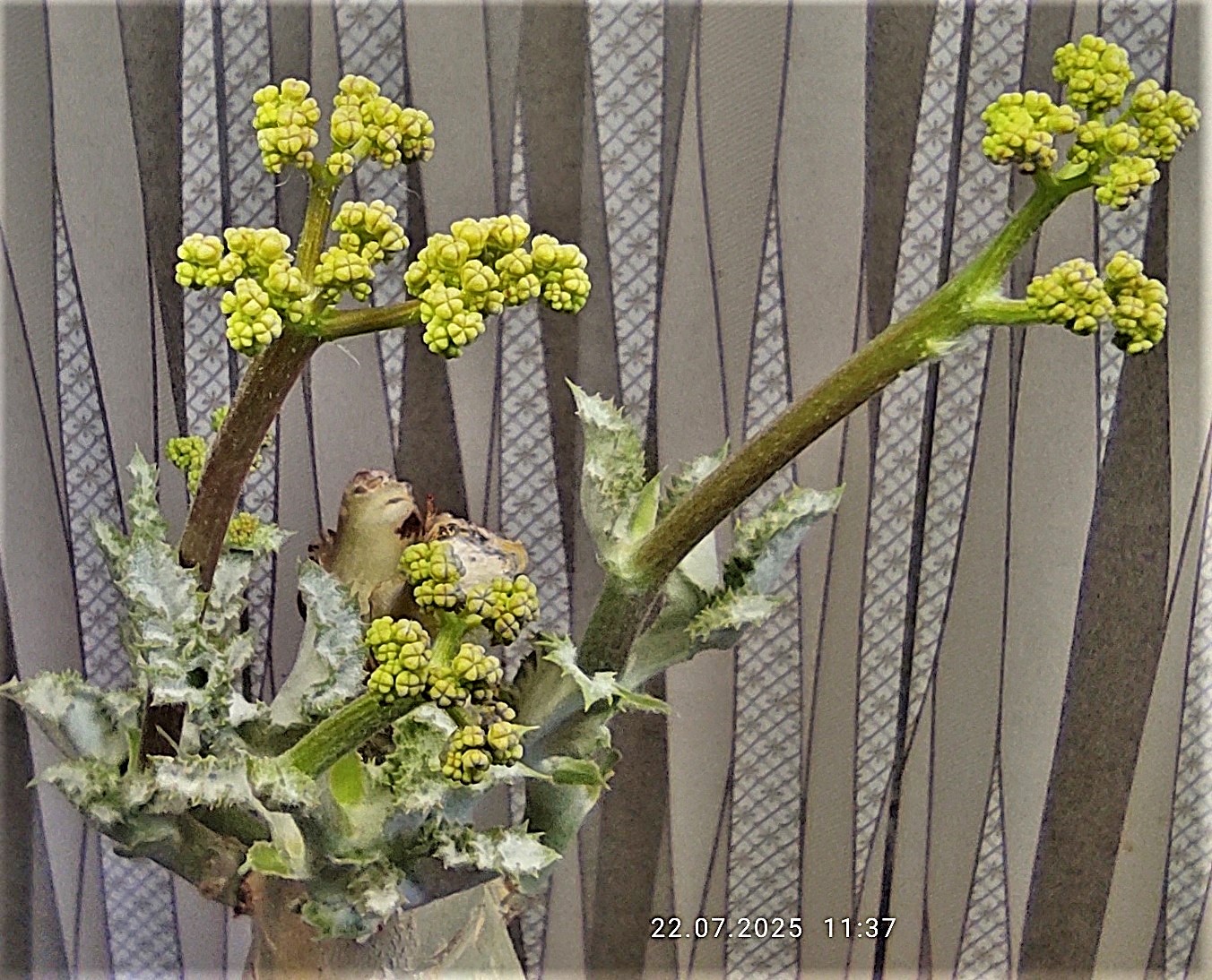 Cyphostemma seitziana Namibia. Кубик 12х12см. 11500грн.—