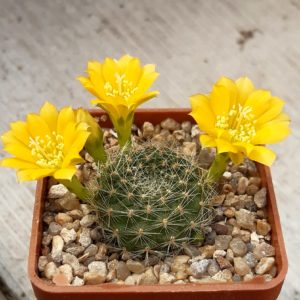 Rebutia senilis 'iseliana'