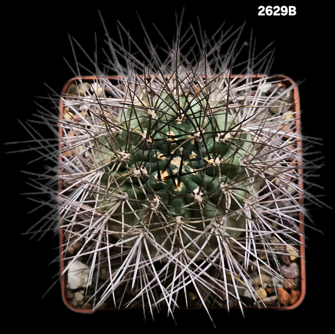 2629-1